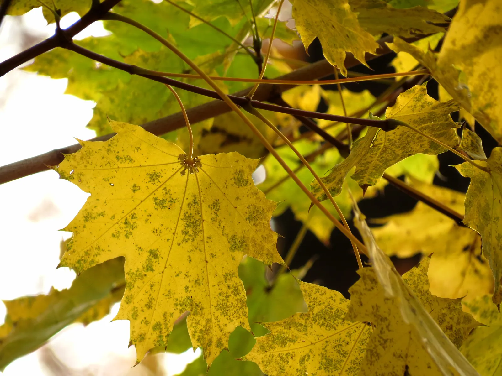 Crimson King Maple (Acer Platanoides 'Crimson King') — which should be accounted for to prevent interference with sidewalks or driveways