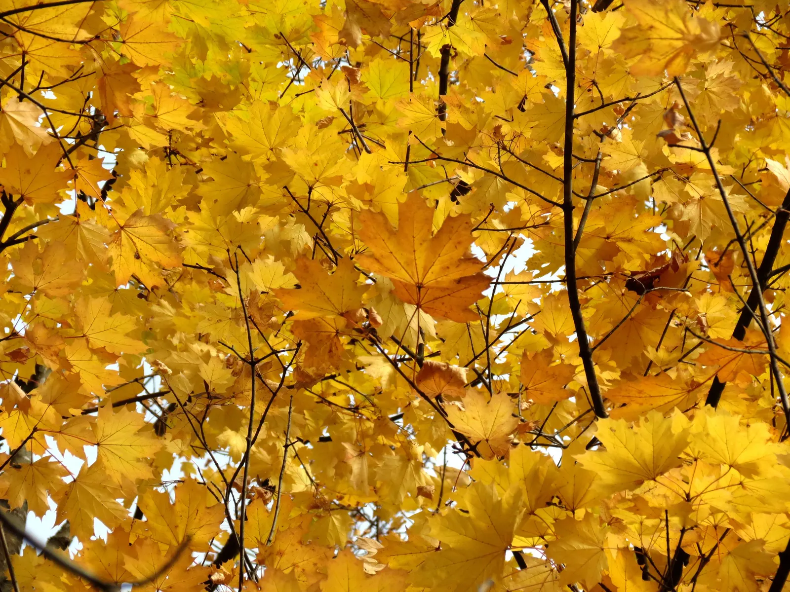 Crimson King Maple (Acer Platanoides 'Crimson King') — it boasts a commanding presence in the landscape; making it a favorite for adding seasonal, image 59