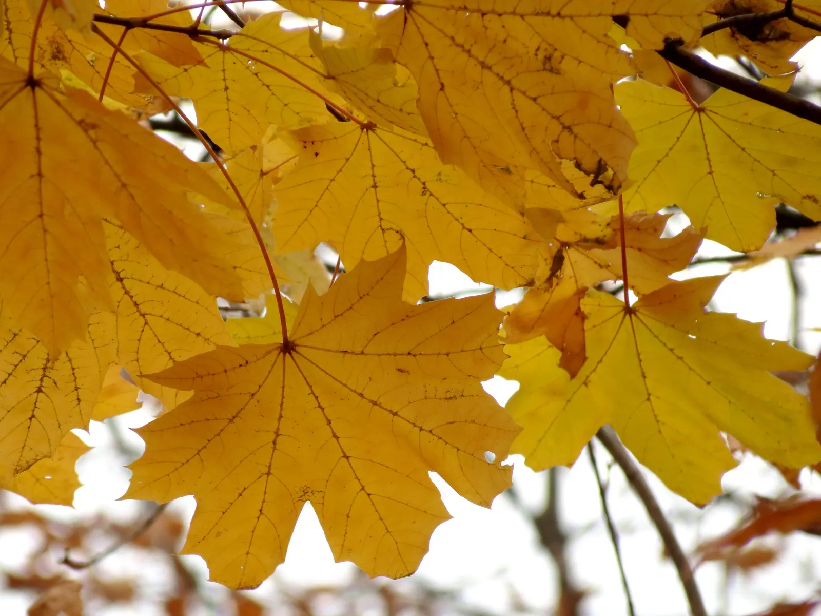 Crimson King Maple (Acer Platanoides 'Crimson King') — it adapts to a variety of soils and is a striking choice for visual interest and contrast in, image 29
