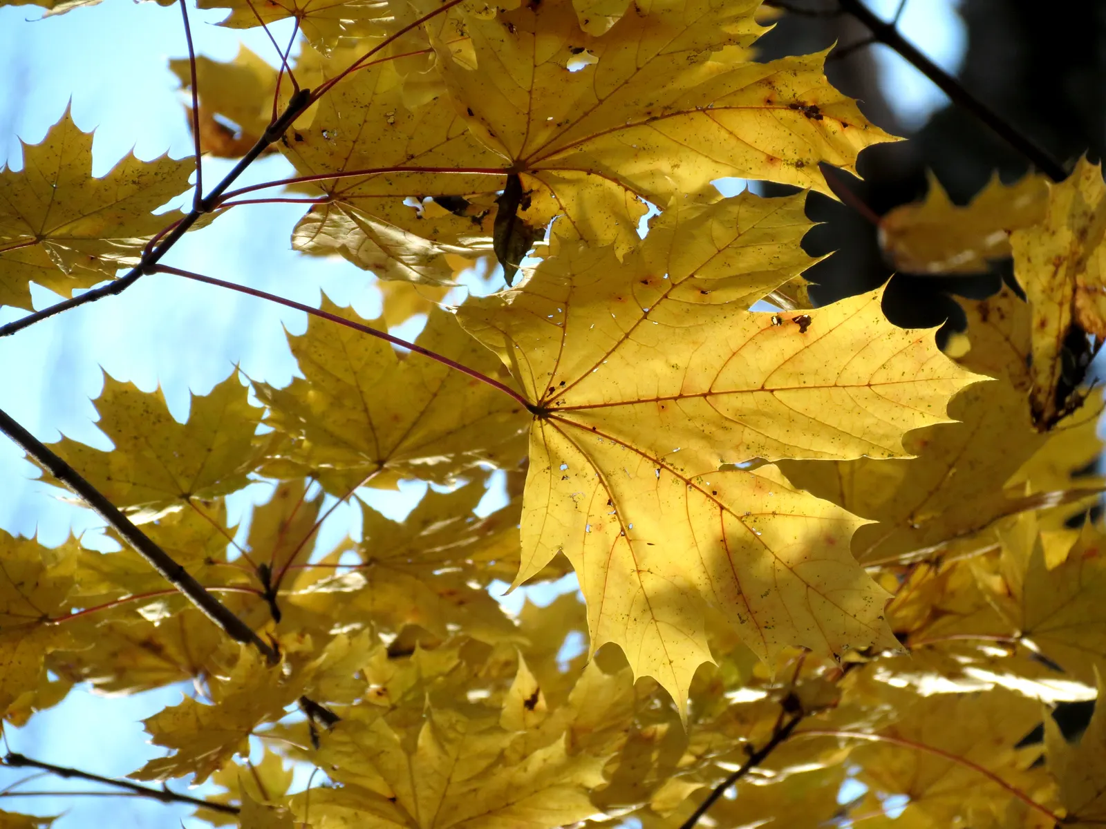 Crimson King Maple (Acer Platanoides 'Crimson King') — Annual growth can average 12 to 24 inches in both height and spread