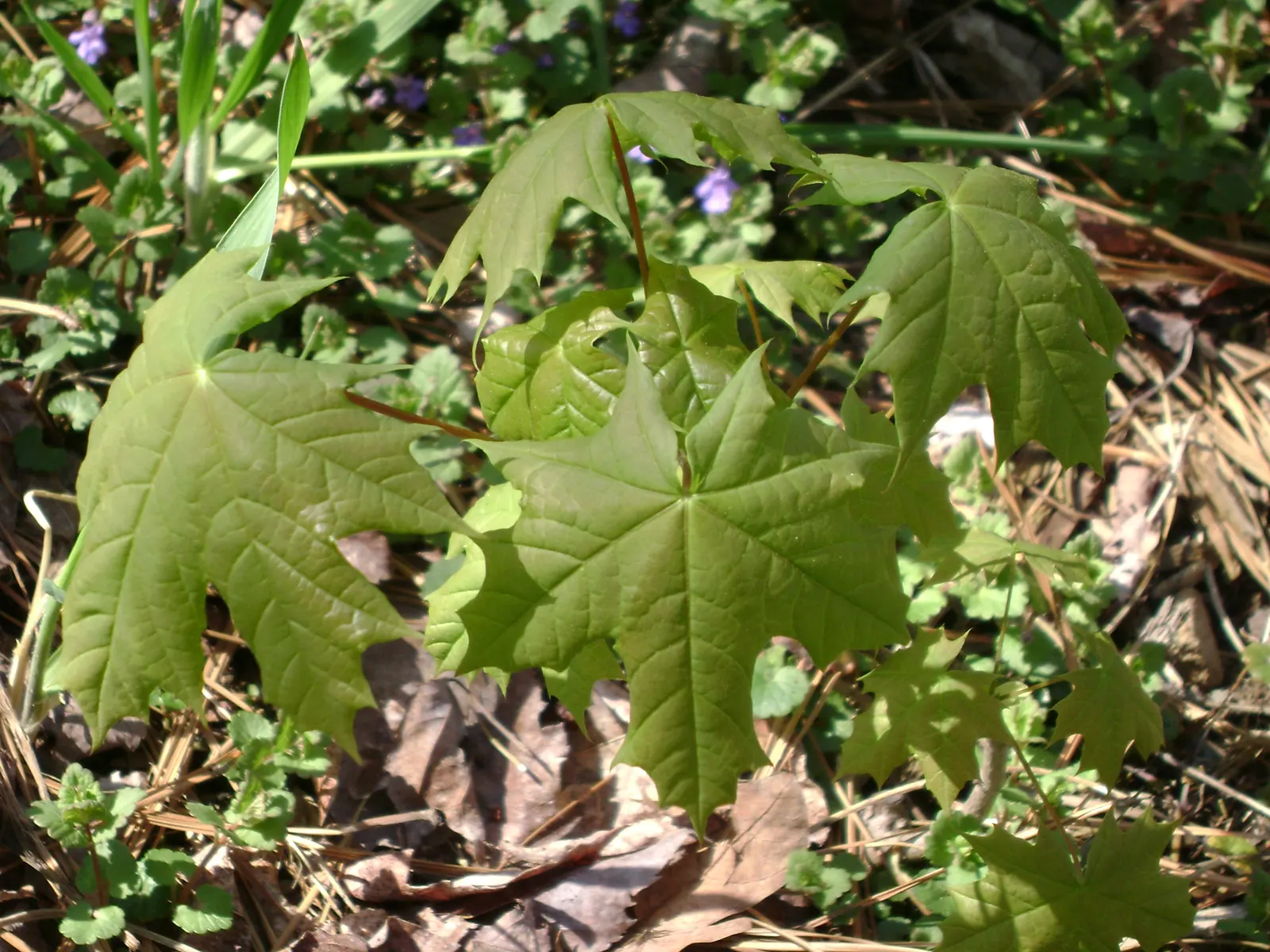 Crimson King Maple (Acer Platanoides 'Crimson King') — although growth tends to slow as the tree matures.<br><br>Noted for its low maintenance, image 67