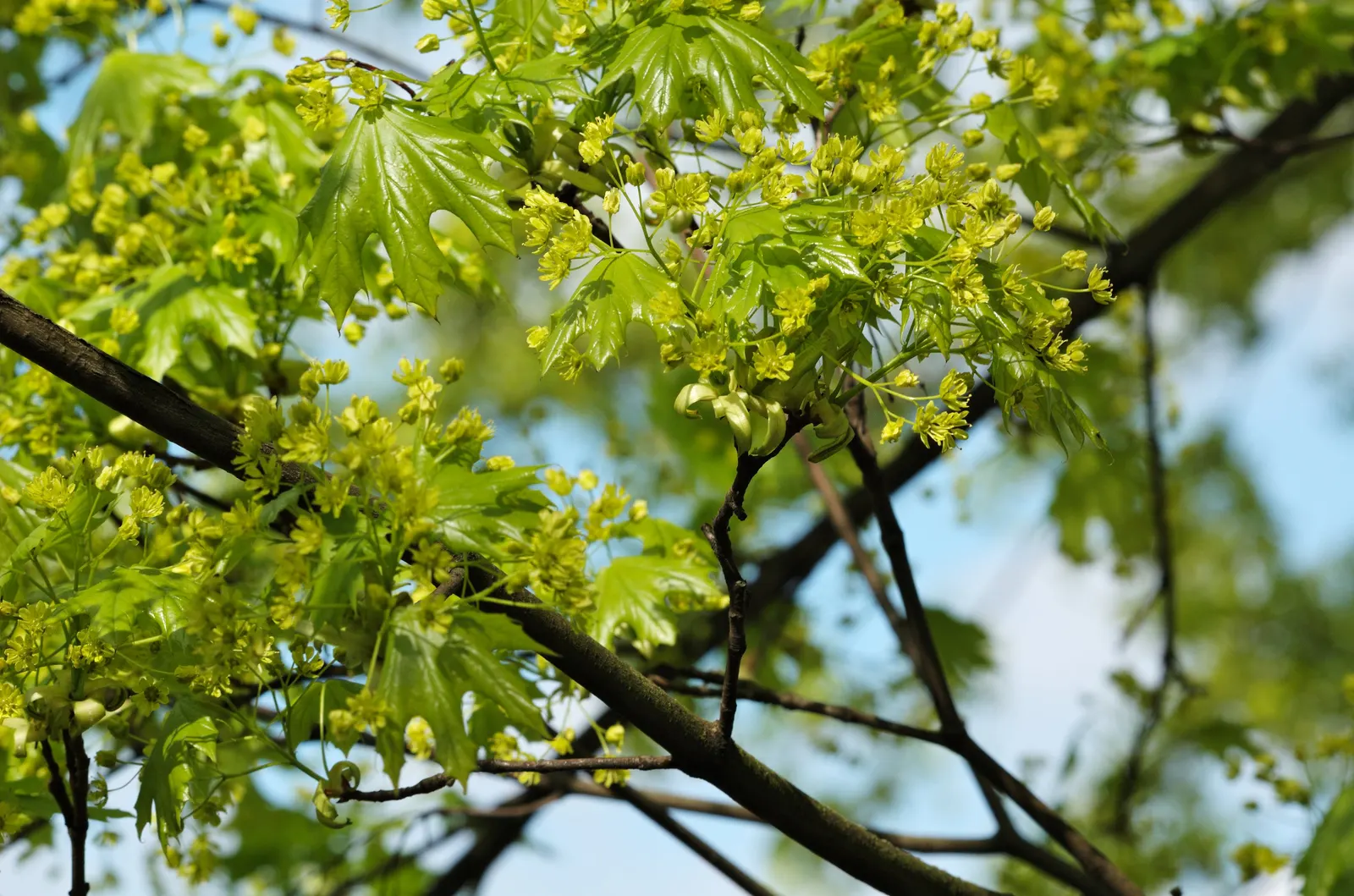 Crimson King Maple (Acer Platanoides 'Crimson King') — When designing landscapes; it can sometimes be susceptible to aphids and bark problems, image 74