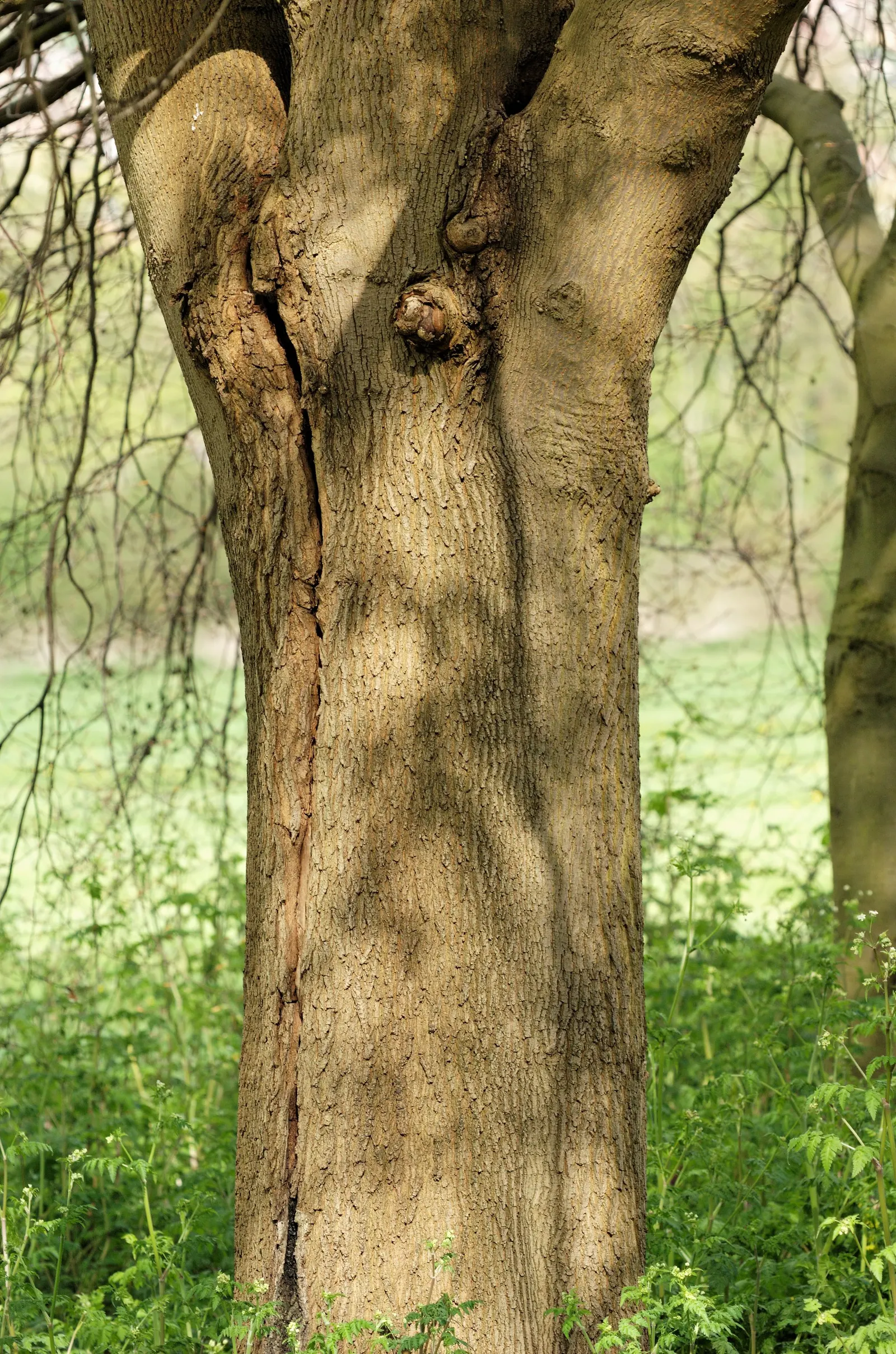 Crimson King Maple (Acer Platanoides 'Crimson King') — space consideration is essential due to its expansive root system; preferring full sun to, image 75