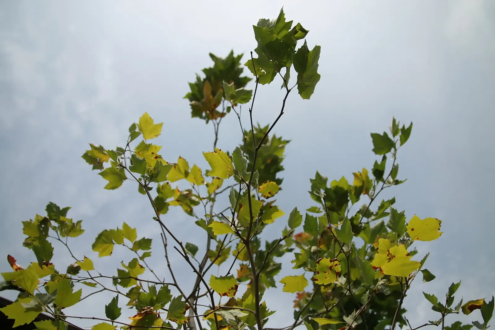 Bloodgood London Plane Tree (Platanus X Hispanica 'Bloodgood') — renowned for its stunning exfoliating bark and robust foliage