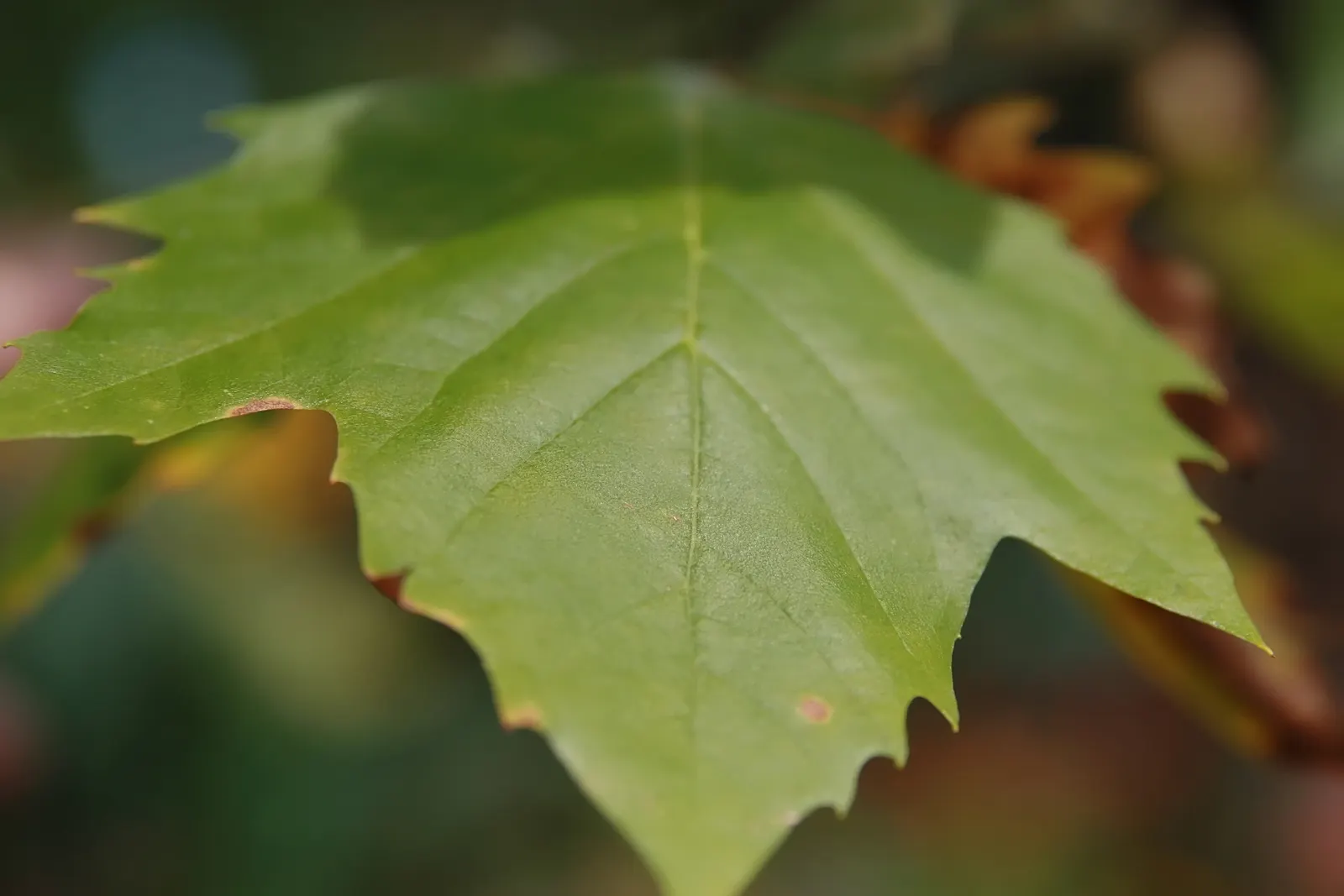 Bloodgood London Plane Tree (Platanus X Hispanica 'Bloodgood') — The Bloodgood London Plane Tree (Platanus x hispanica 'Bloodgood') is a magnificent hybrid