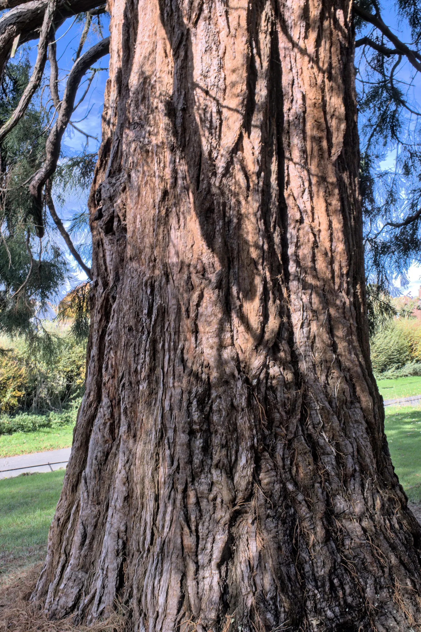 Giant Redwood (Sequoiadendron Giganteum) — This long-lived species boasts a pyramidal canopy and deeply furrowed, reddish-bark