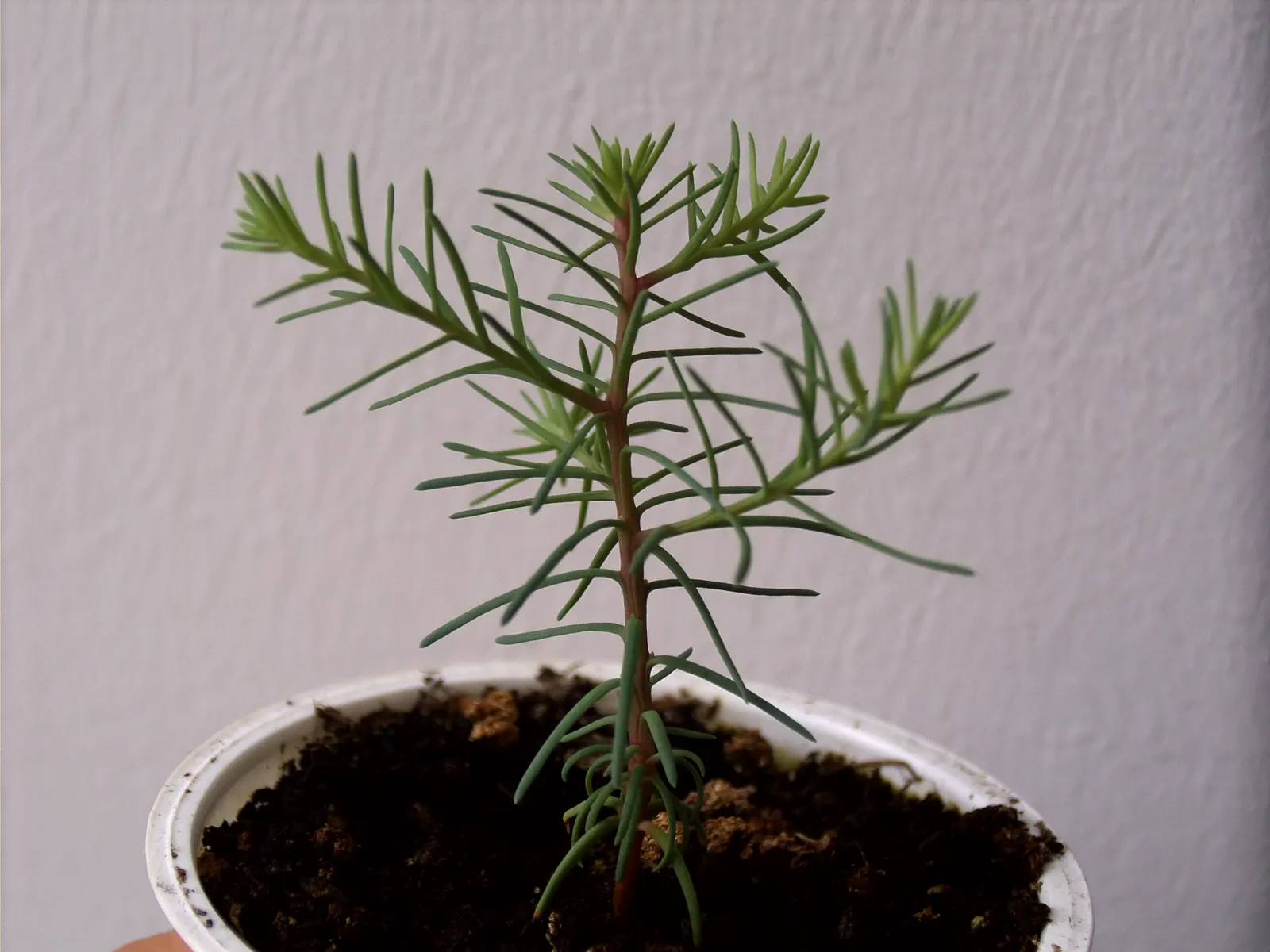 Giant Redwood (Sequoiadendron Giganteum) — although in a garden setting