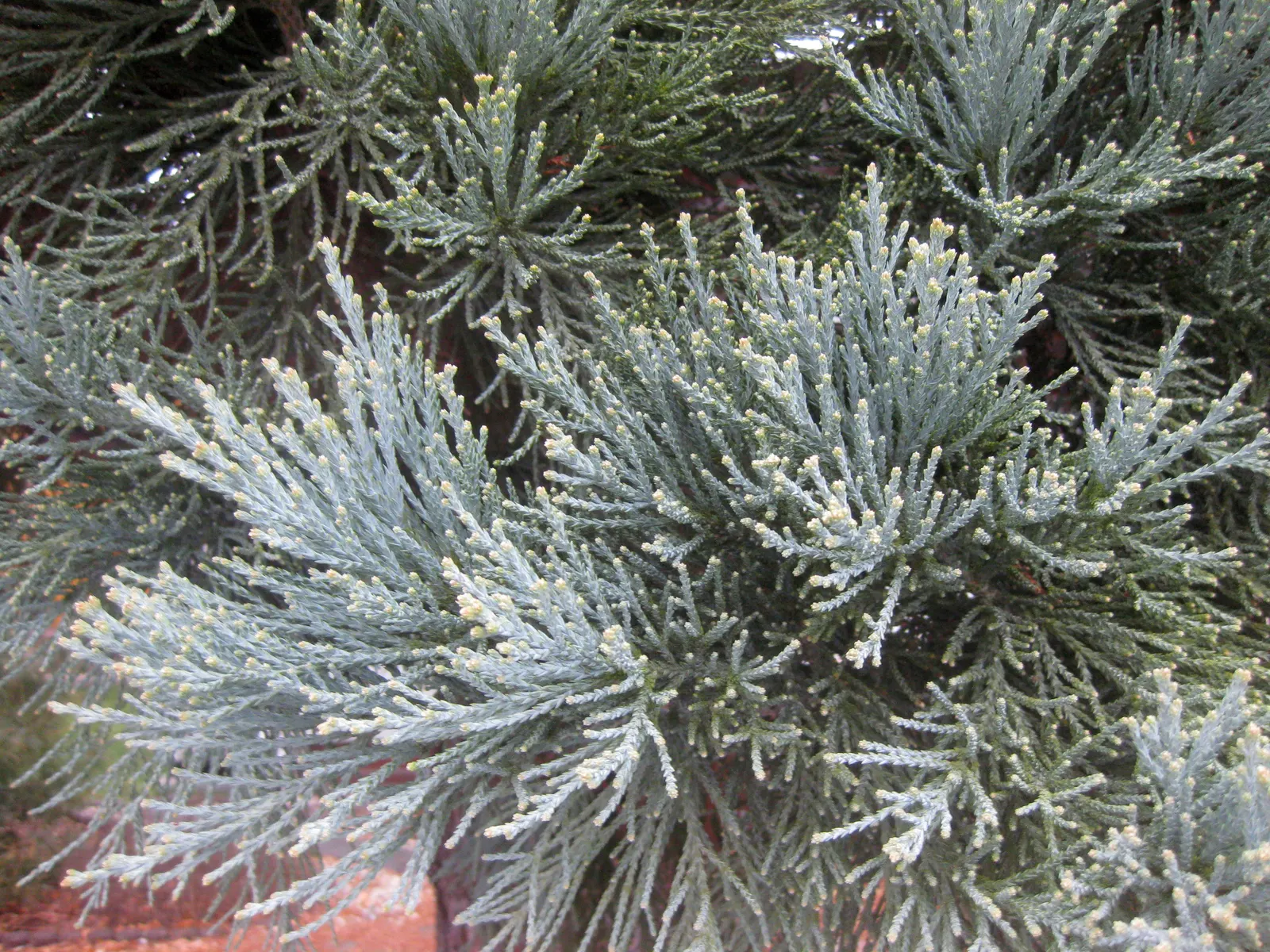 Giant Redwood (Sequoiadendron Giganteum) — Originating from the western slopes of Sierra Nevada; best showcased as a solitary specimen or in spacious groupings