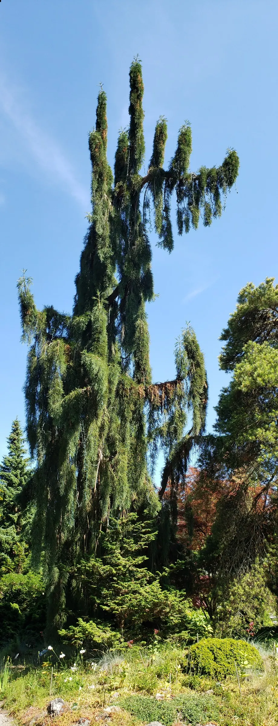 Giant Redwood (Sequoiadendron Giganteum) — awl-shaped leaves that persist year-round