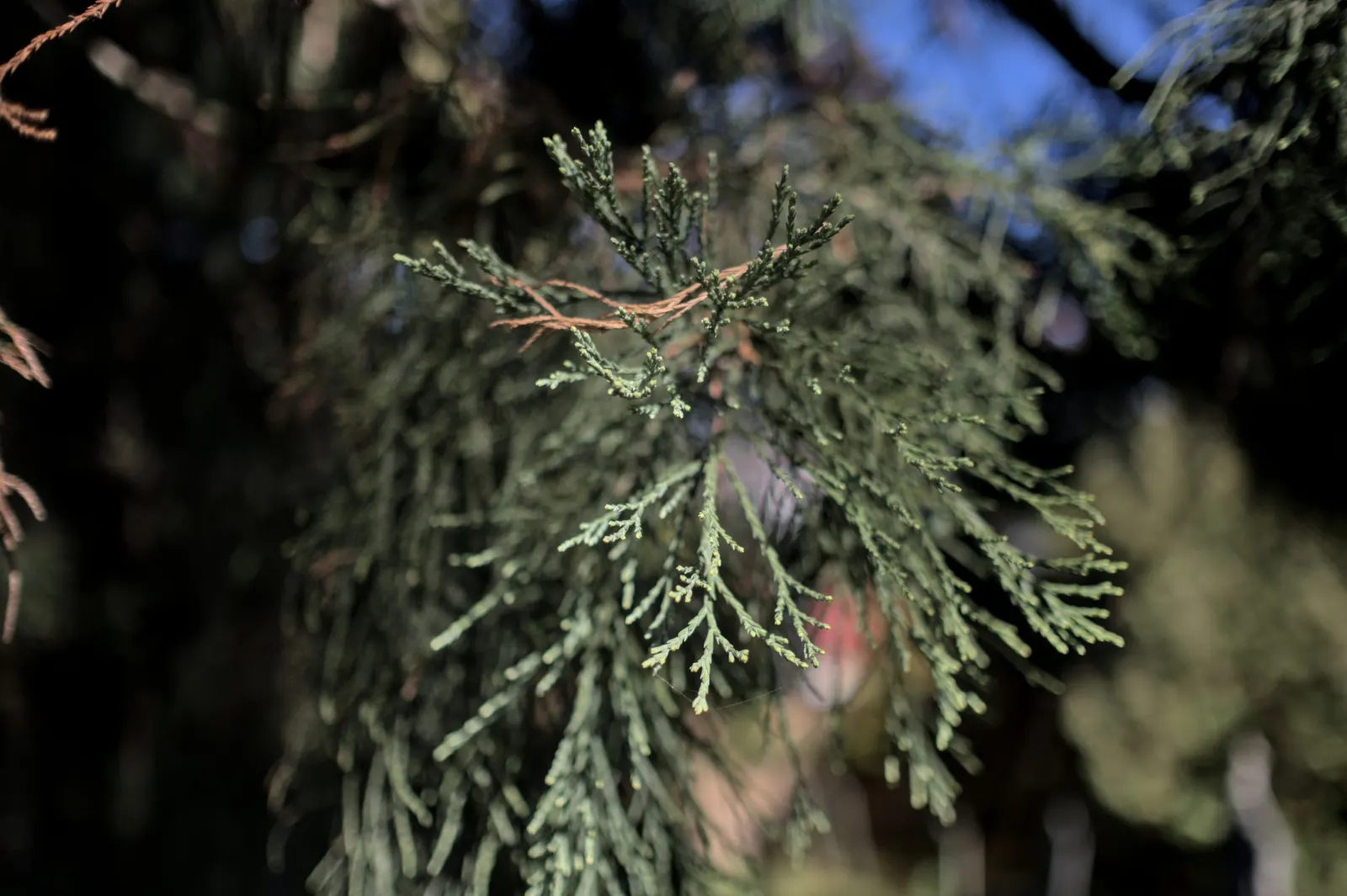 Giant Redwood (Sequoiadendron Giganteum) — Best showcased as a solitary specimen or in spacious groupings; department of Agriculture plant hardiness zones 6