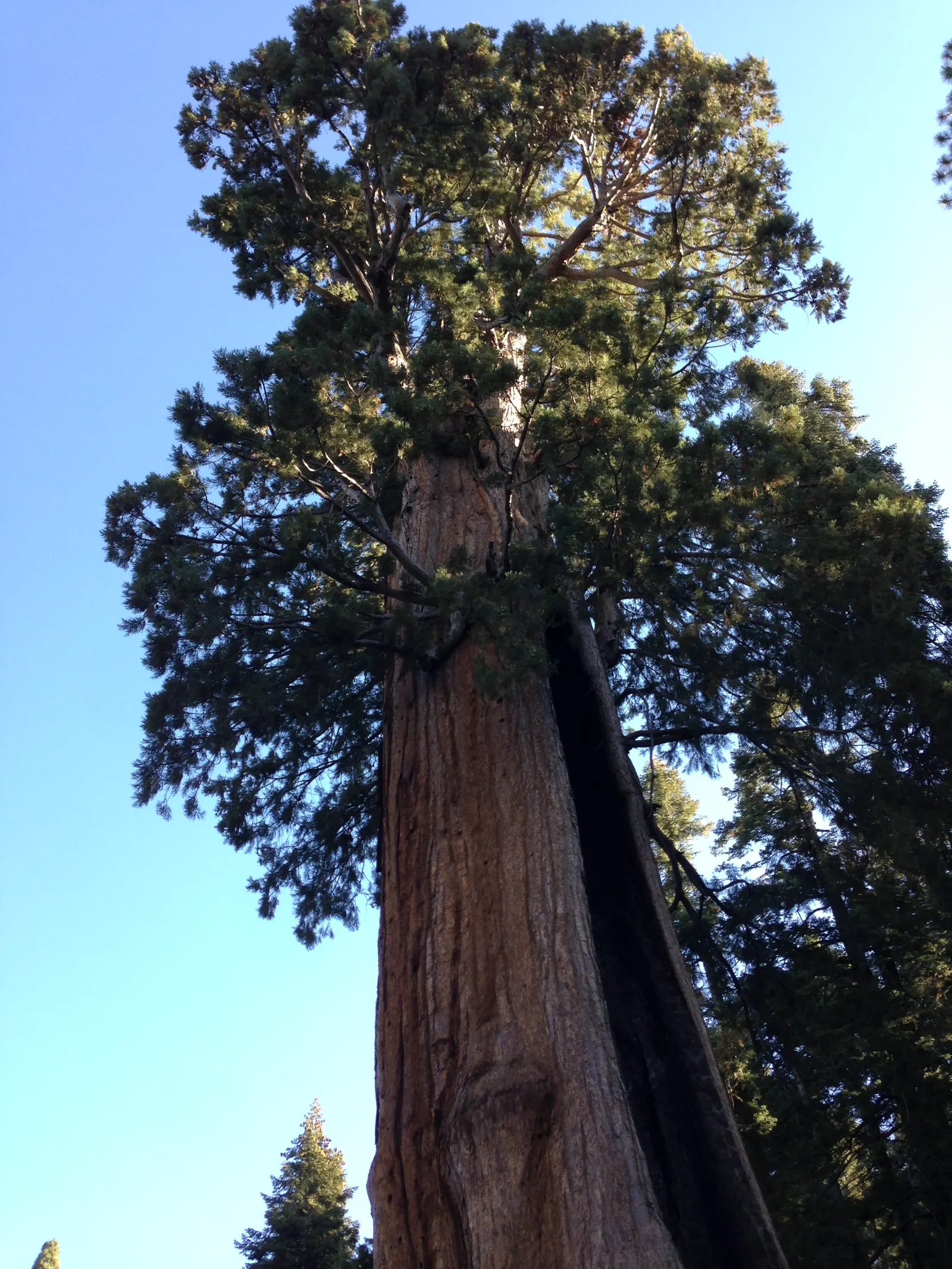 Giant Redwood (Sequoiadendron Giganteum) — In a designed landscape, it serves as a stately centerpiece or a monumental feature.<br><br>Growing in U.S