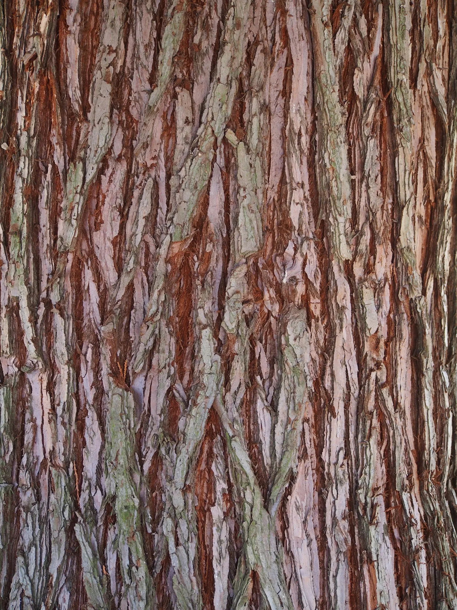 Giant Redwood (Sequoiadendron Giganteum) — awl-shaped leaves that persist year-round; originating from the western slopes of Sierra Nevada