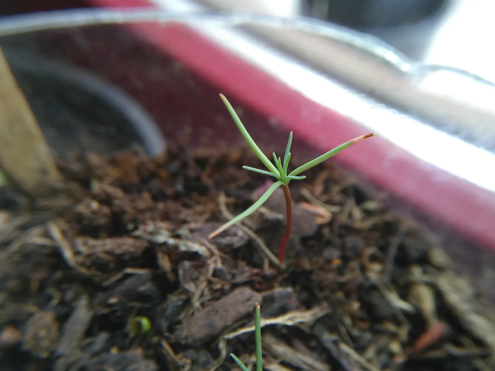 Giant Redwood (Sequoiadendron Giganteum) — Hardy in Zones 6-8, it requires well-drained soil, image 32