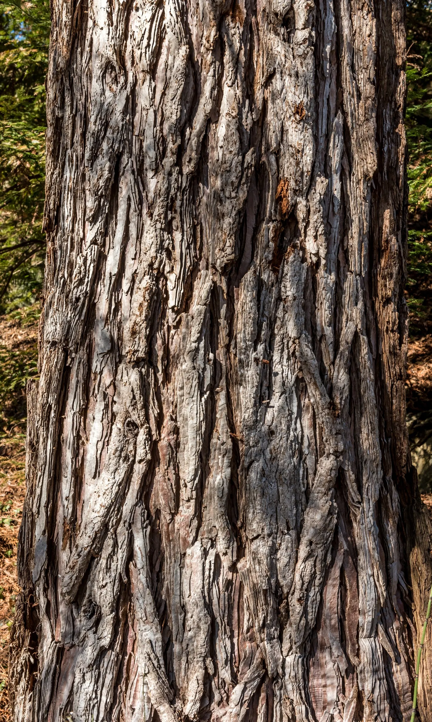 Giant Redwood (Sequoiadendron Giganteum) — conifer / tree for full or half