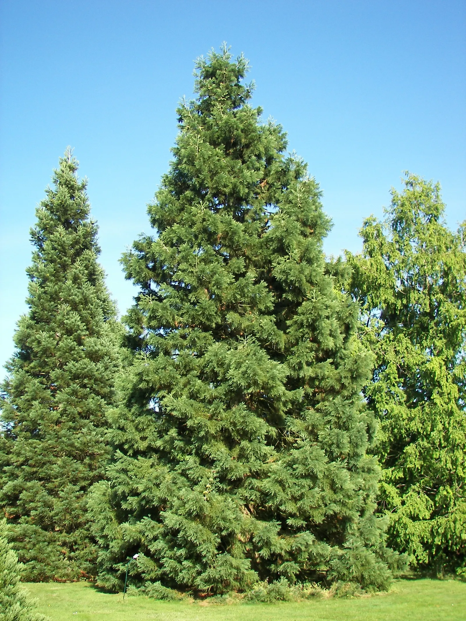 Giant Redwood (Sequoiadendron Giganteum) — Best showcased as a solitary specimen or in spacious groupings