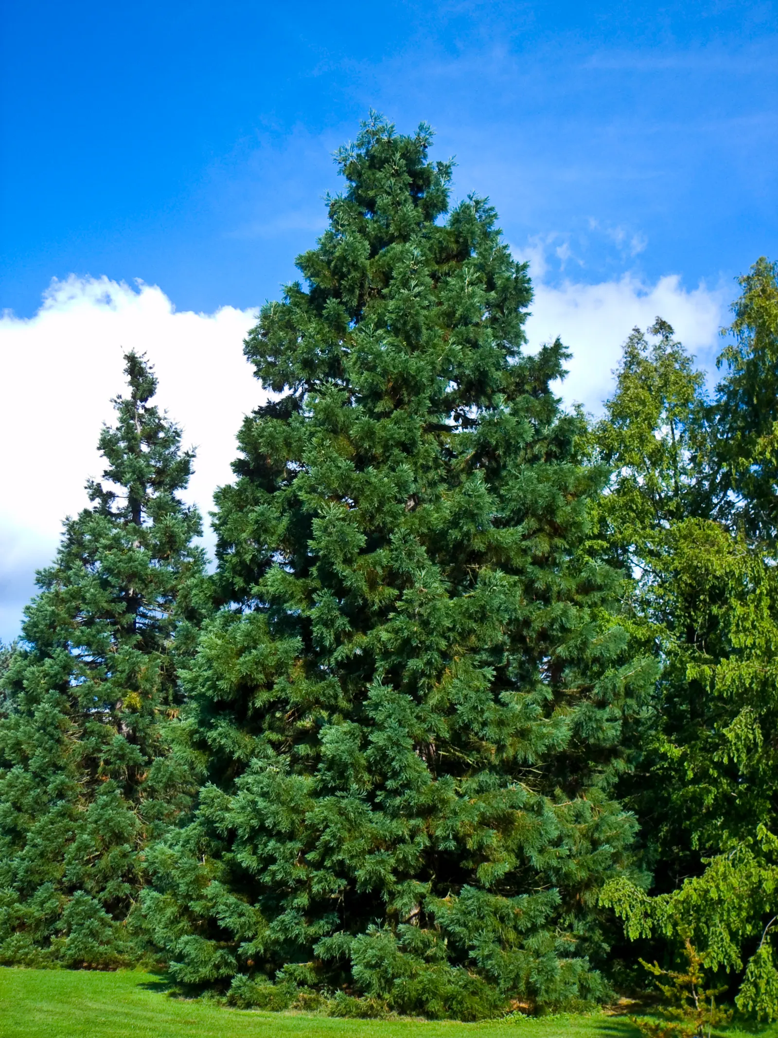 Giant Redwood (Sequoiadendron Giganteum) — they typically reach up to 60 to 80 feet tall; awl-shaped leaves that persist year-round