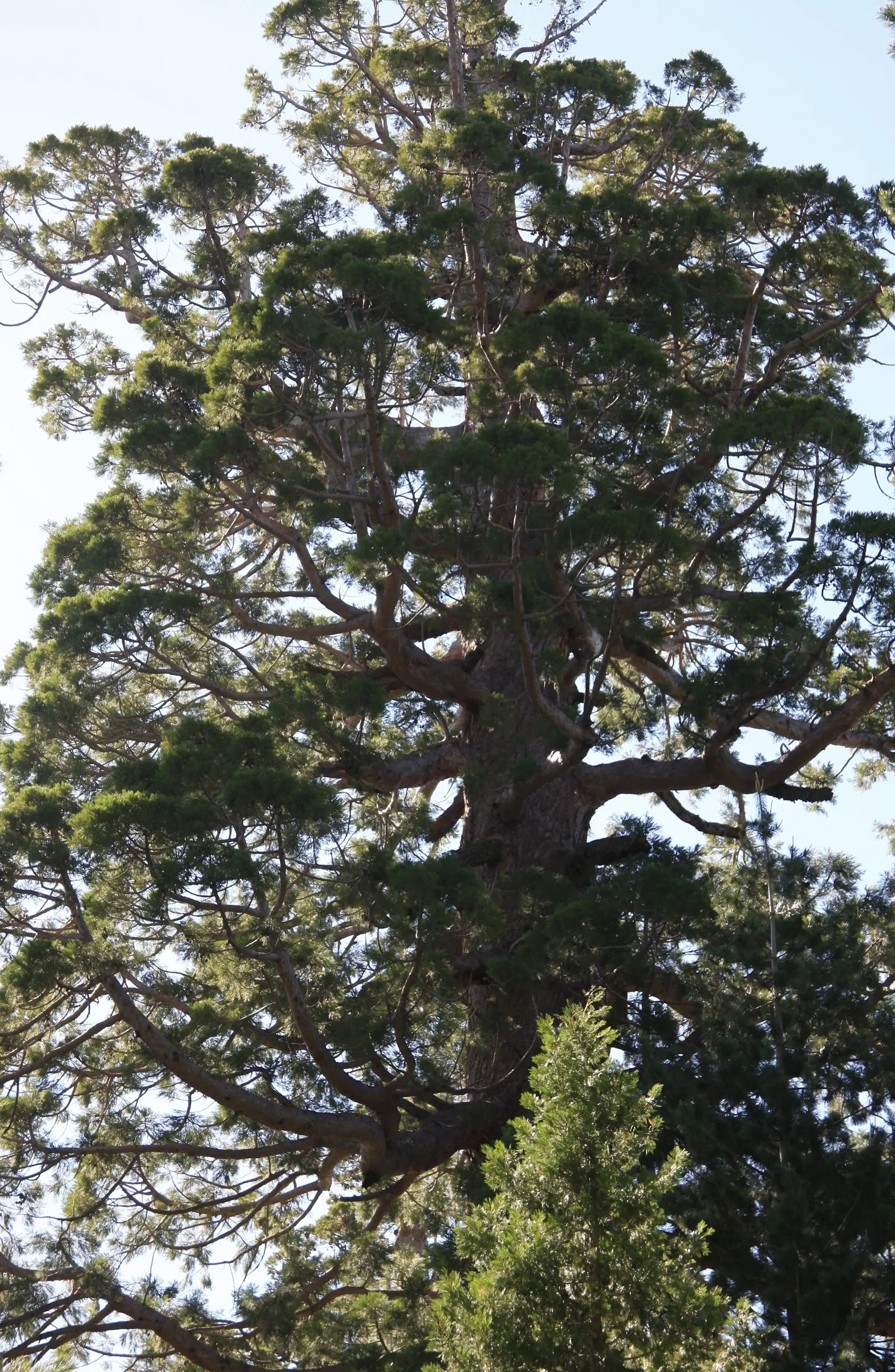 Giant Redwood (Sequoiadendron Giganteum) — offering substantial fire resistance; providing constant verdancy in the landscape.<br><br>For optimal growth