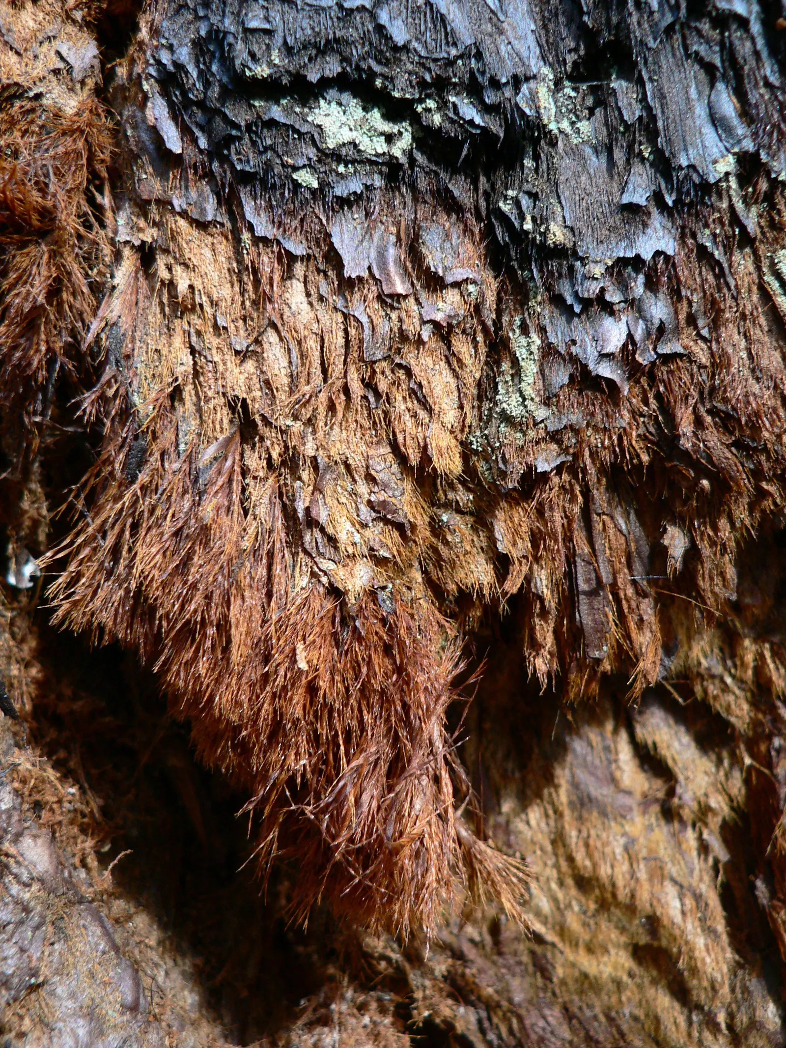 Giant Redwood (Sequoiadendron Giganteum) — is an awe-inspiring coniferous tree; this long-lived species boasts a pyramidal canopy and deeply furrowed