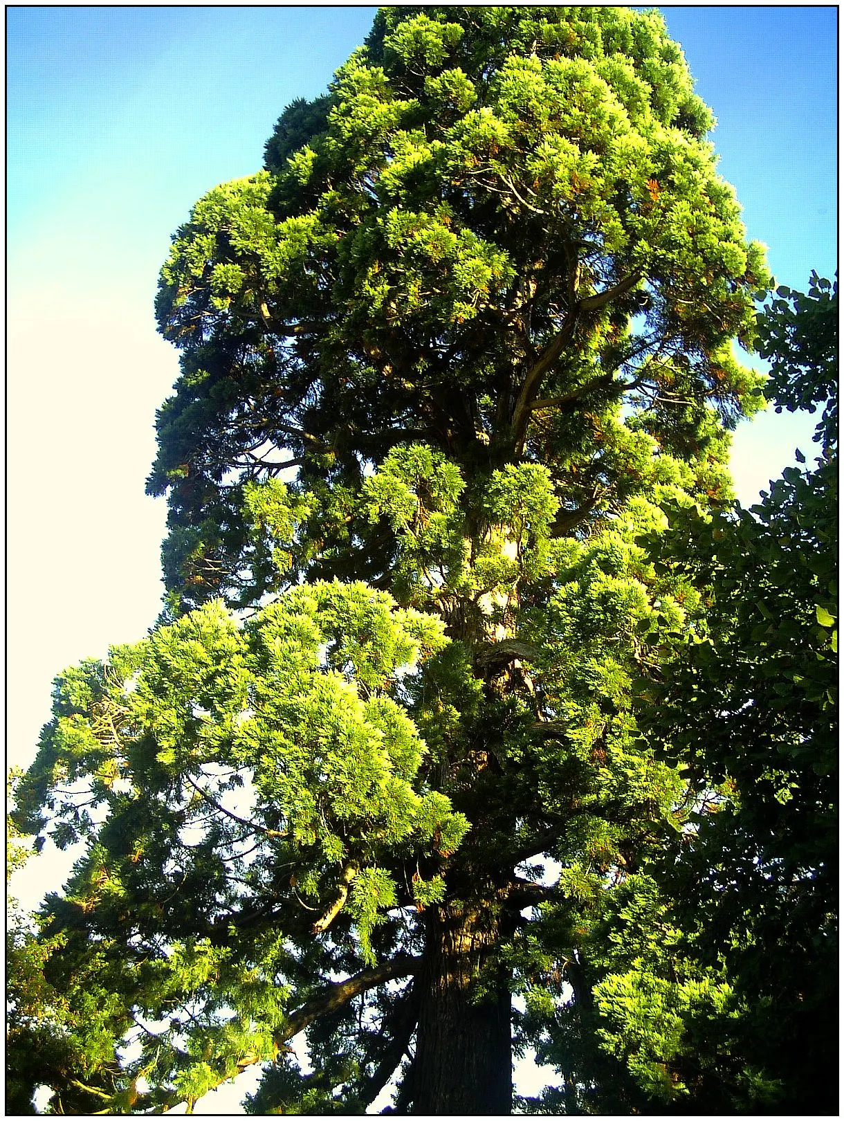 Giant Redwood (Sequoiadendron Giganteum) — Given their potential size
