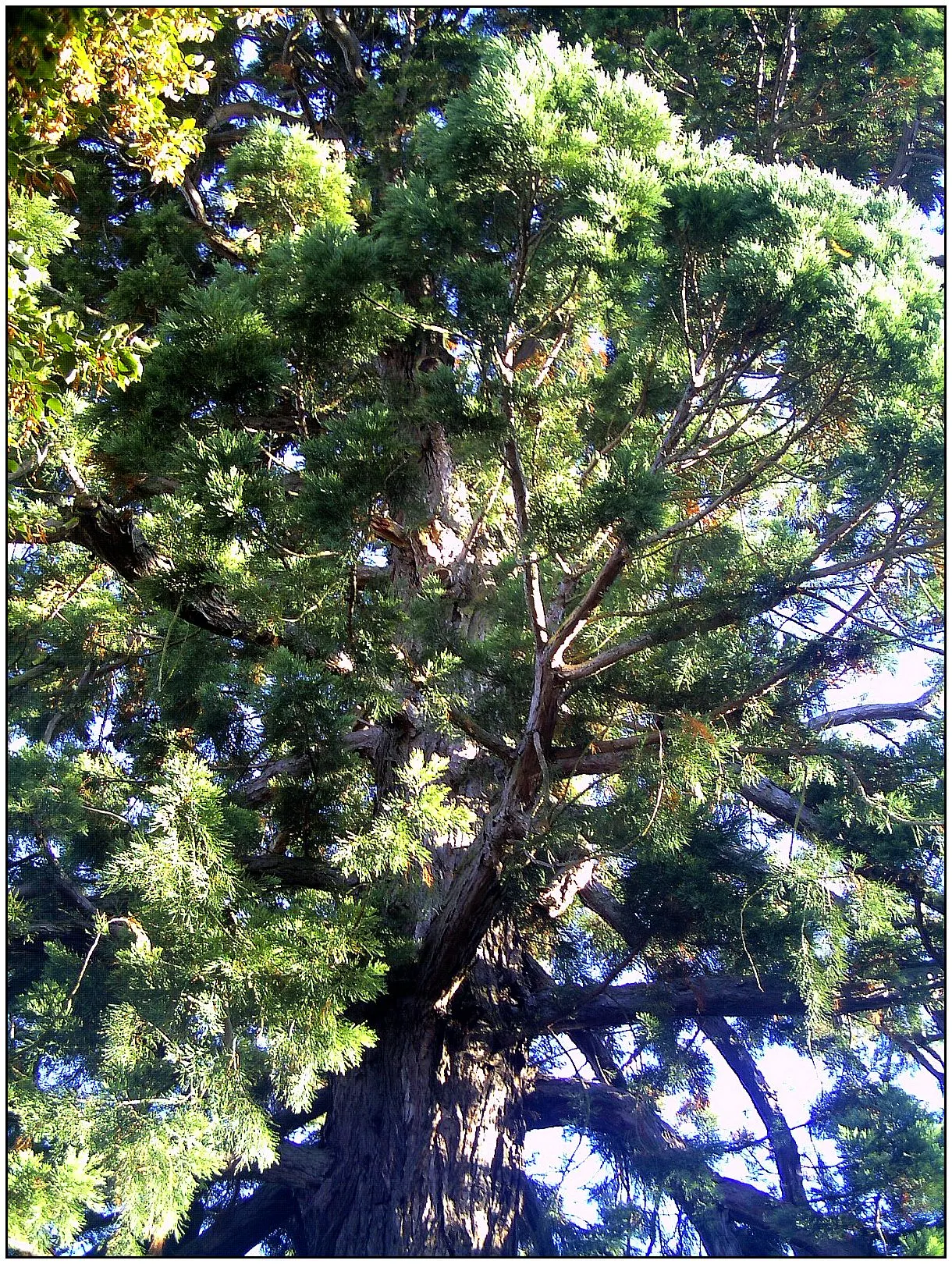 Giant Redwood (Sequoiadendron Giganteum) — the Giant Redwood has a thick