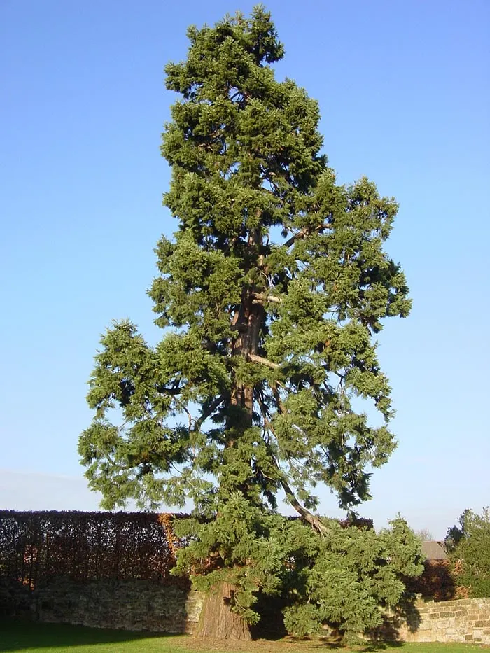 Giant Redwood (Sequoiadendron Giganteum) — Given their potential size; is an awe-inspiring coniferous tree