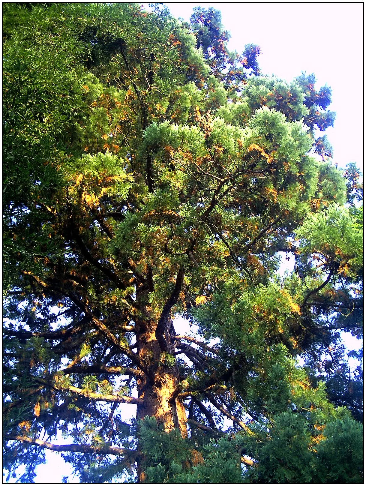 Giant Redwood (Sequoiadendron Giganteum) — this coniferous titan is notably one of the largest tree species on Earth