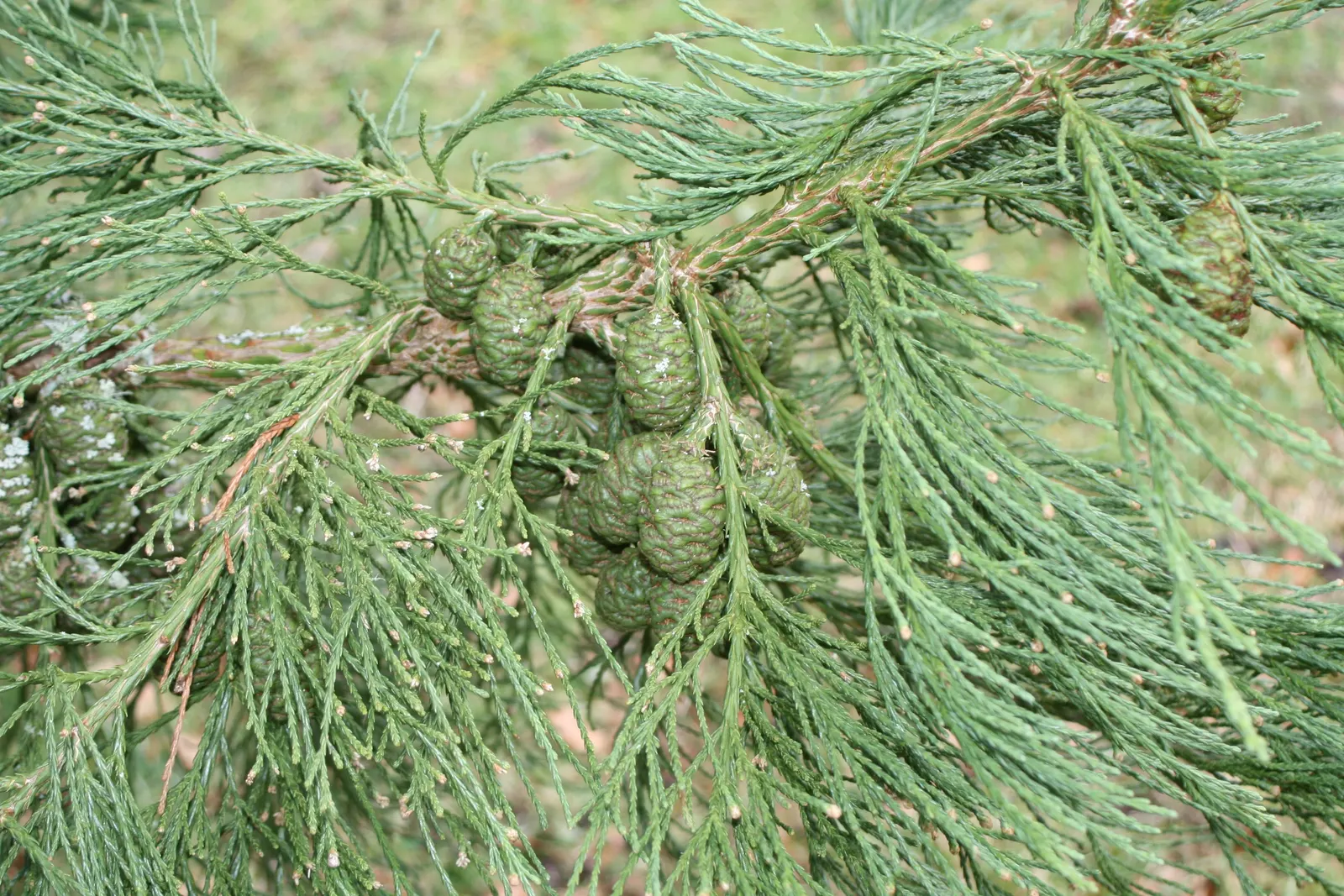 Giant Redwood (Sequoiadendron Giganteum) — providing constant verdancy in the landscape.<br><br>For optimal growth; given their potential size