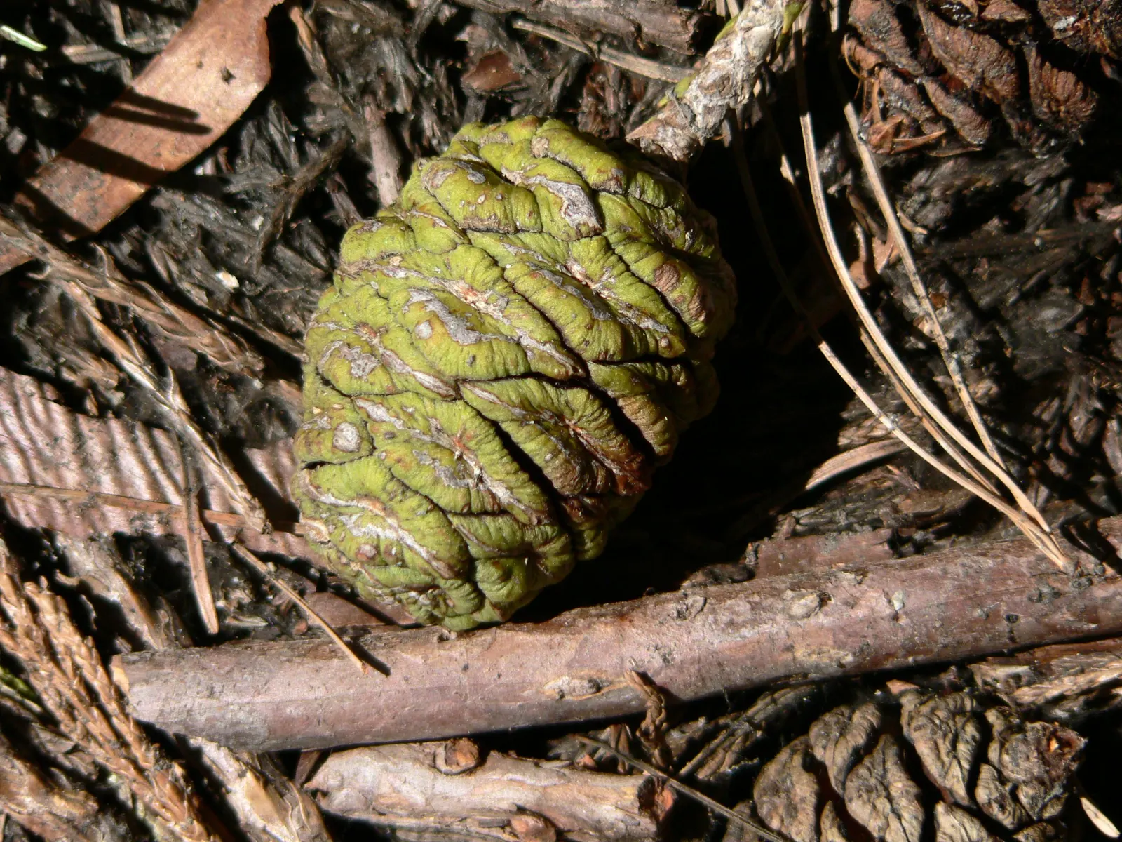 Giant Redwood (Sequoiadendron Giganteum) — offering substantial fire resistance