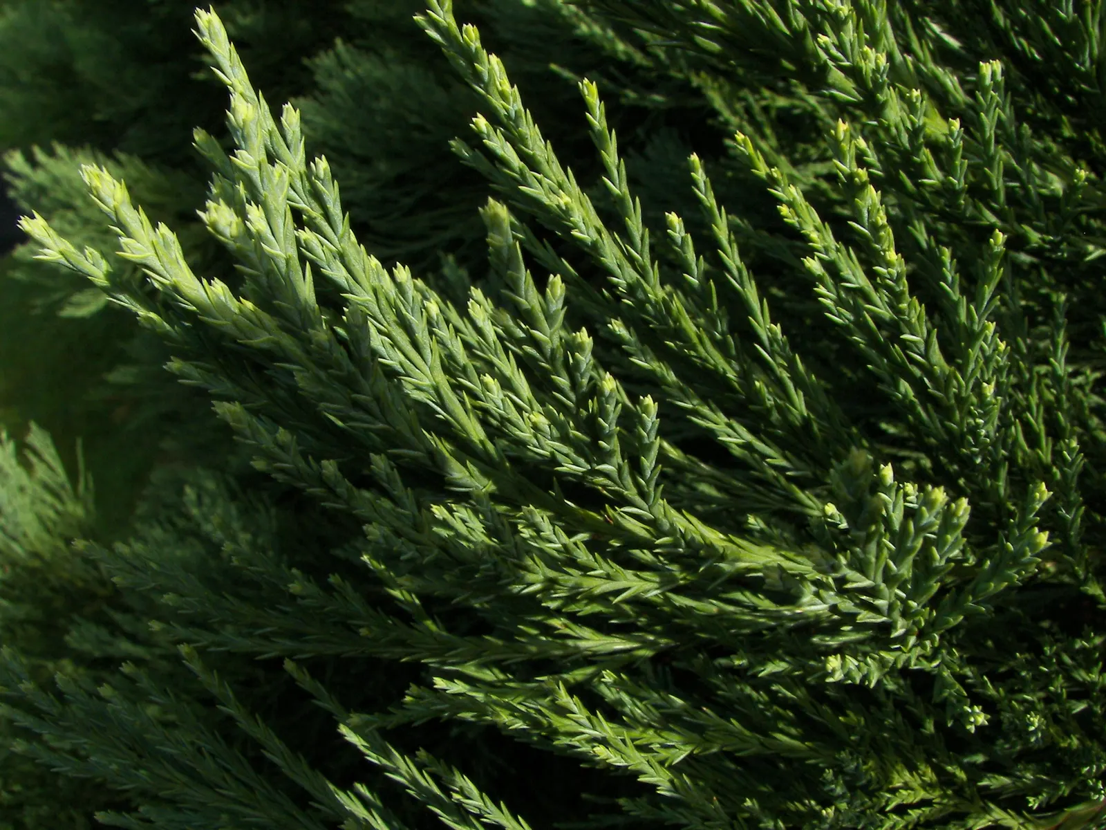 Giant Redwood (Sequoiadendron Giganteum) — While having a relatively slow to moderate growth rate