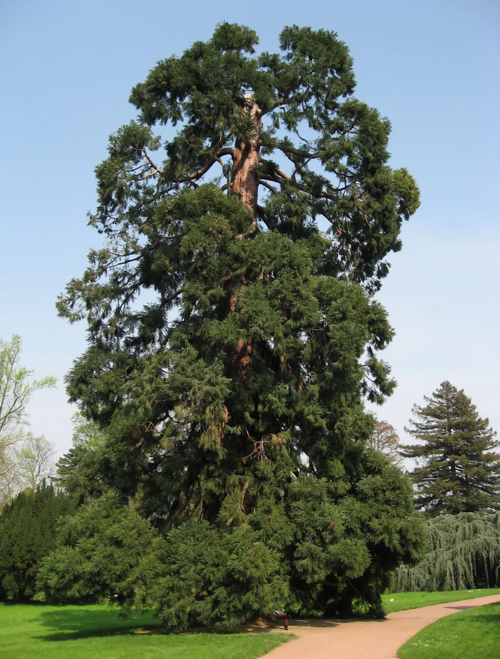 Giant Redwood (Sequoiadendron Giganteum) — reaching heights up to 300 feet; in a designed landscape, it serves as a stately centerpiece or a monumental
