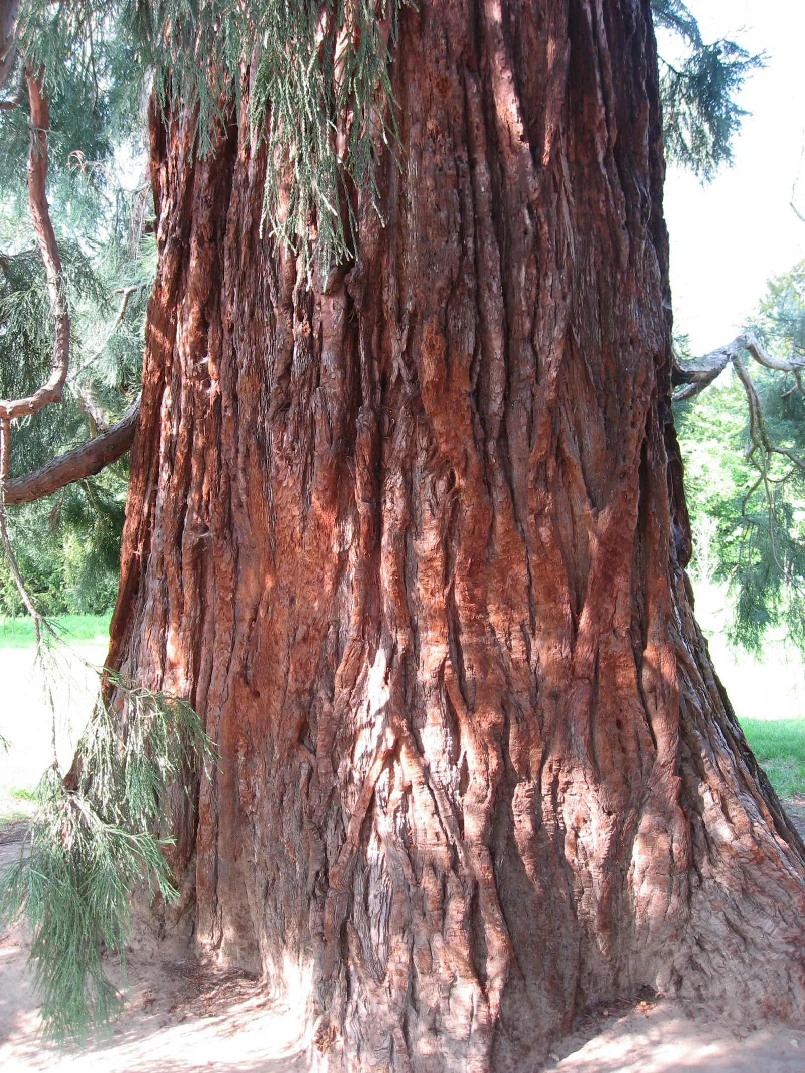 Giant Redwood (Sequoiadendron Giganteum) — This long-lived species boasts a pyramidal canopy and deeply furrowed, reddish-bark; proper care ensures a