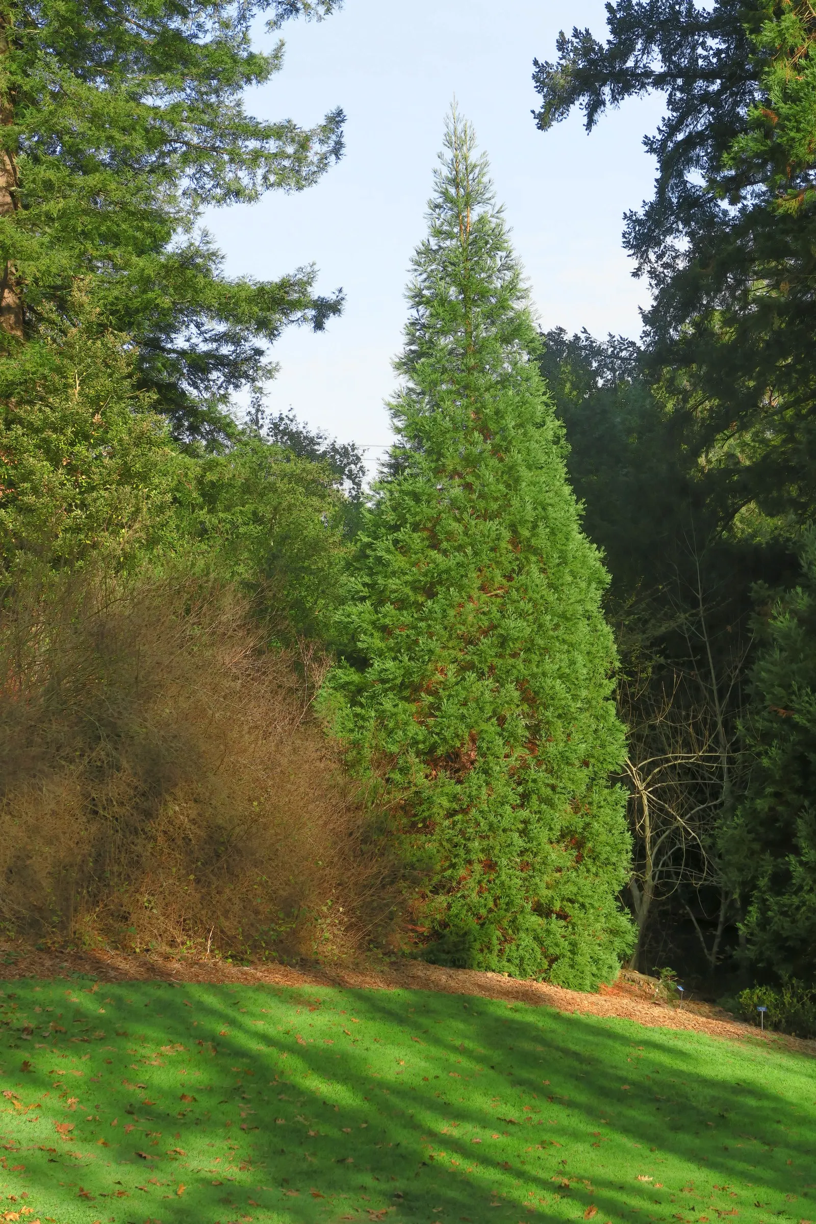 Giant Redwood (Sequoiadendron Giganteum) — this coniferous titan is notably one of the largest tree species on Earth; the Giant Redwood can attain heights