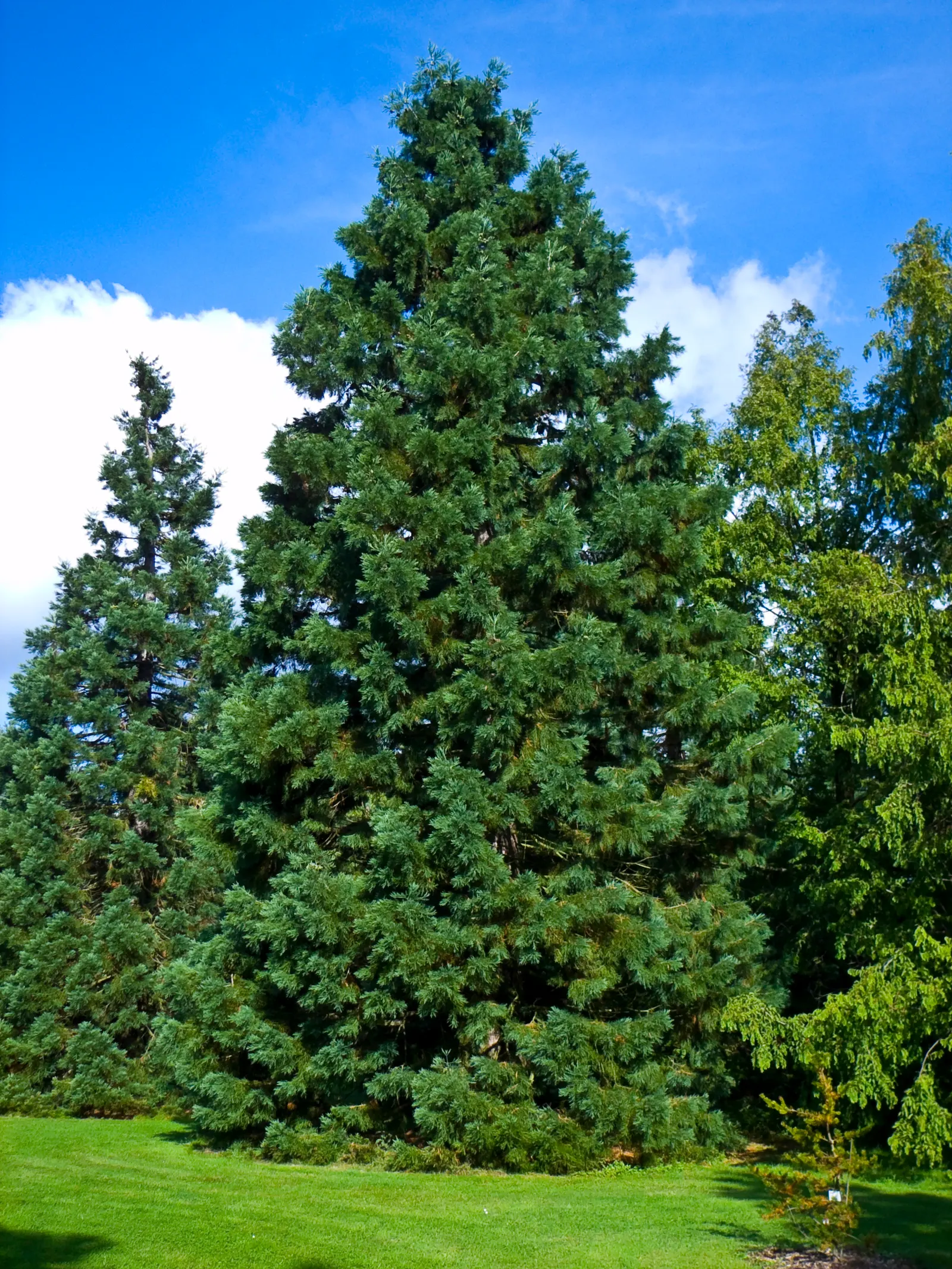 Giant Redwood (Sequoiadendron Giganteum) — In a designed landscape, it serves as a stately centerpiece or a monumental feature.<br><br>Growing in U.S; the