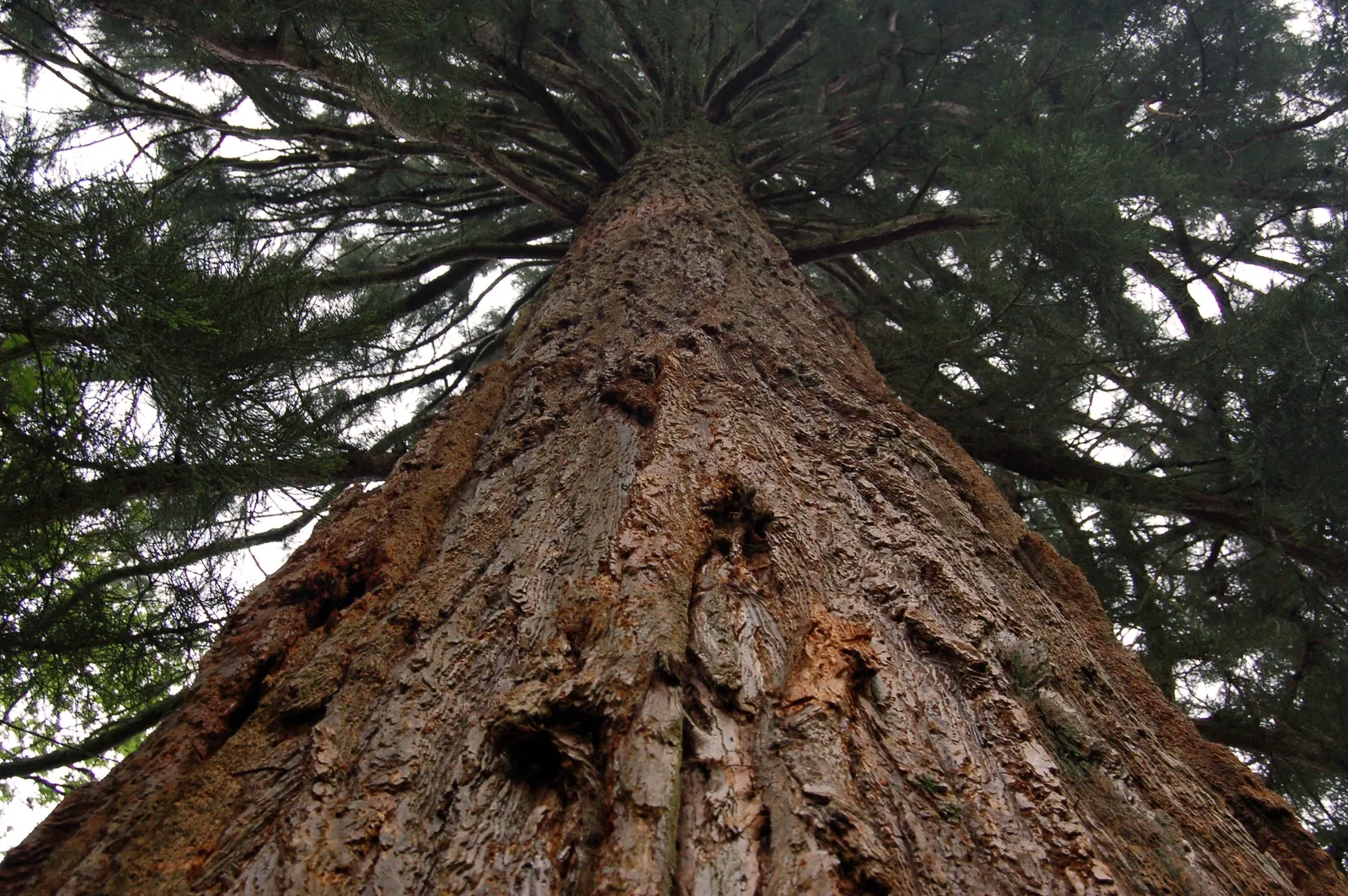 Giant Redwood (Sequoiadendron Giganteum) — The tree's foliage comprises blue-green
