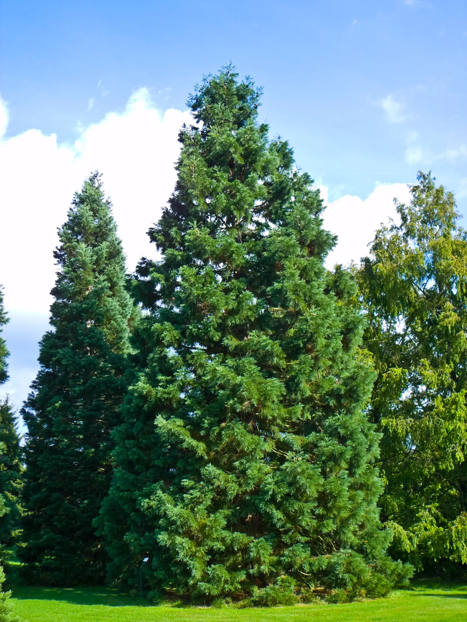 Giant Redwood (Sequoiadendron Giganteum) — the Giant Redwood can attain heights exceeding 250 feet with a robust trunk diameter up to 30 feet