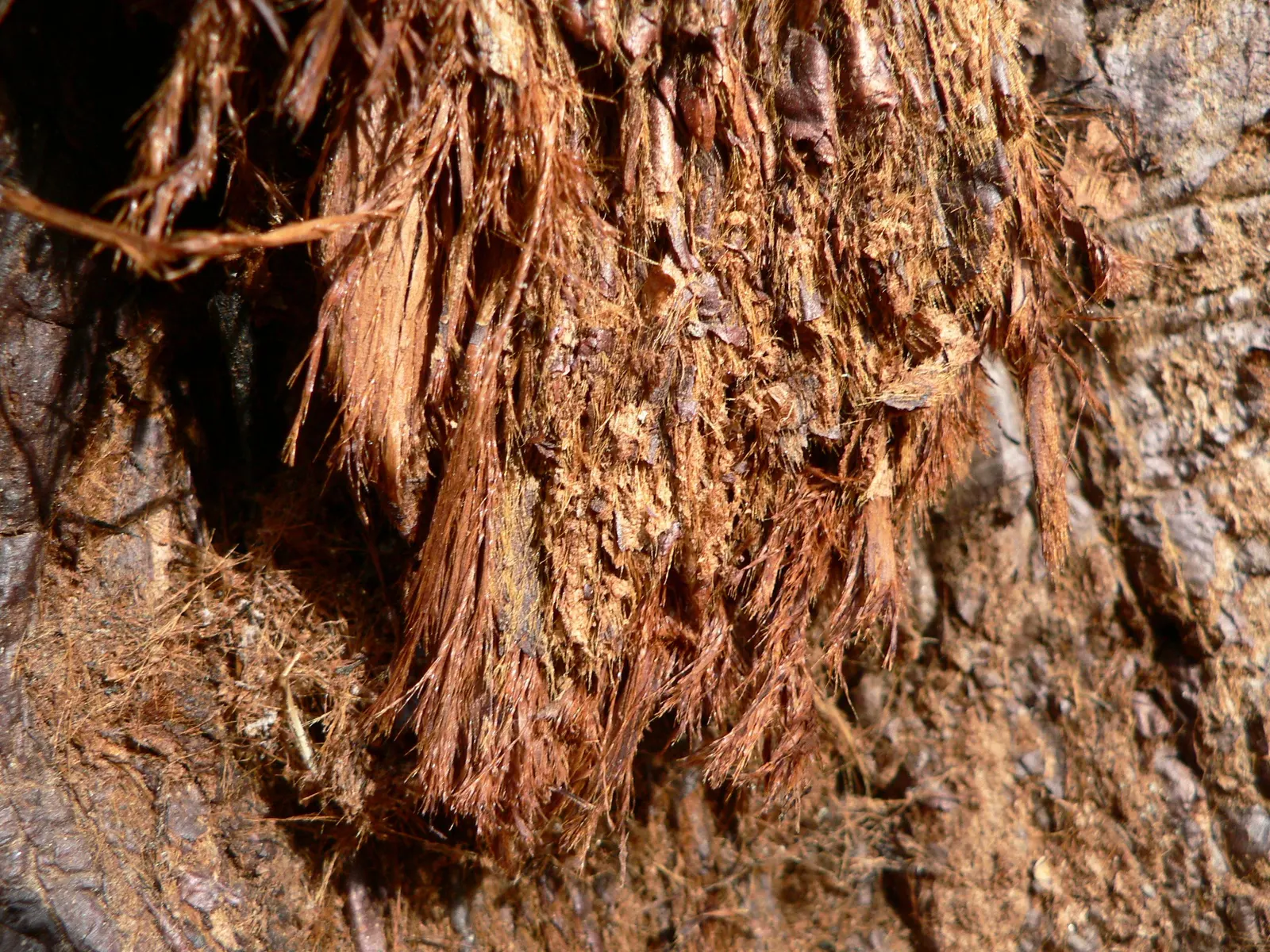Giant Redwood (Sequoiadendron Giganteum) — is a preeminent species revered for its imposing stature and grandeur; easily surpassing centuries.<br><br>Through