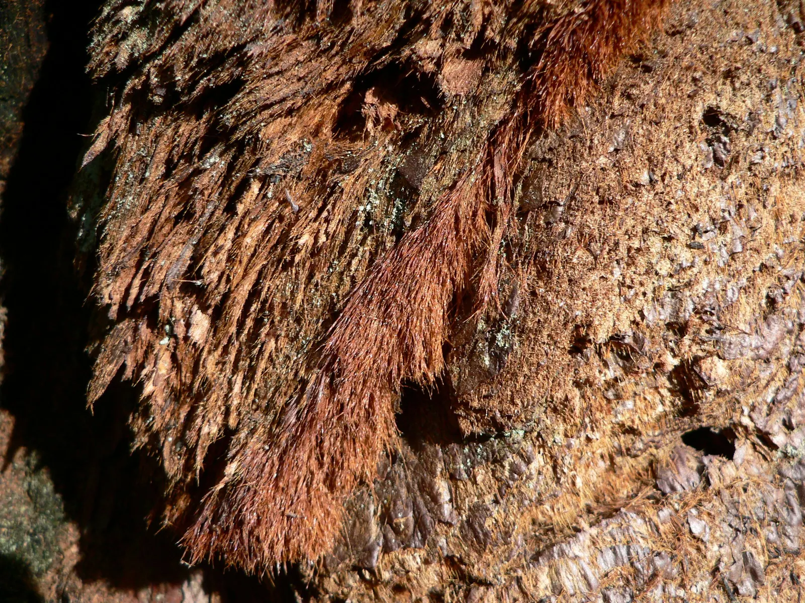 Giant Redwood (Sequoiadendron Giganteum) — Originating from the western slopes of Sierra Nevada