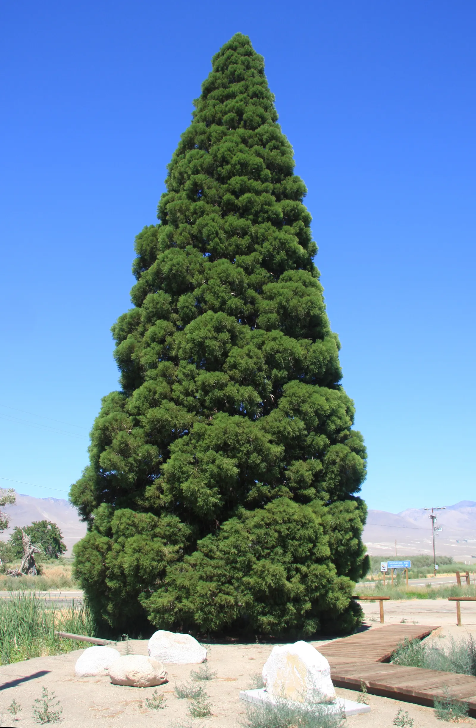 Giant Redwood (Sequoiadendron Giganteum) — offering majesty and scale to expansive landscapes