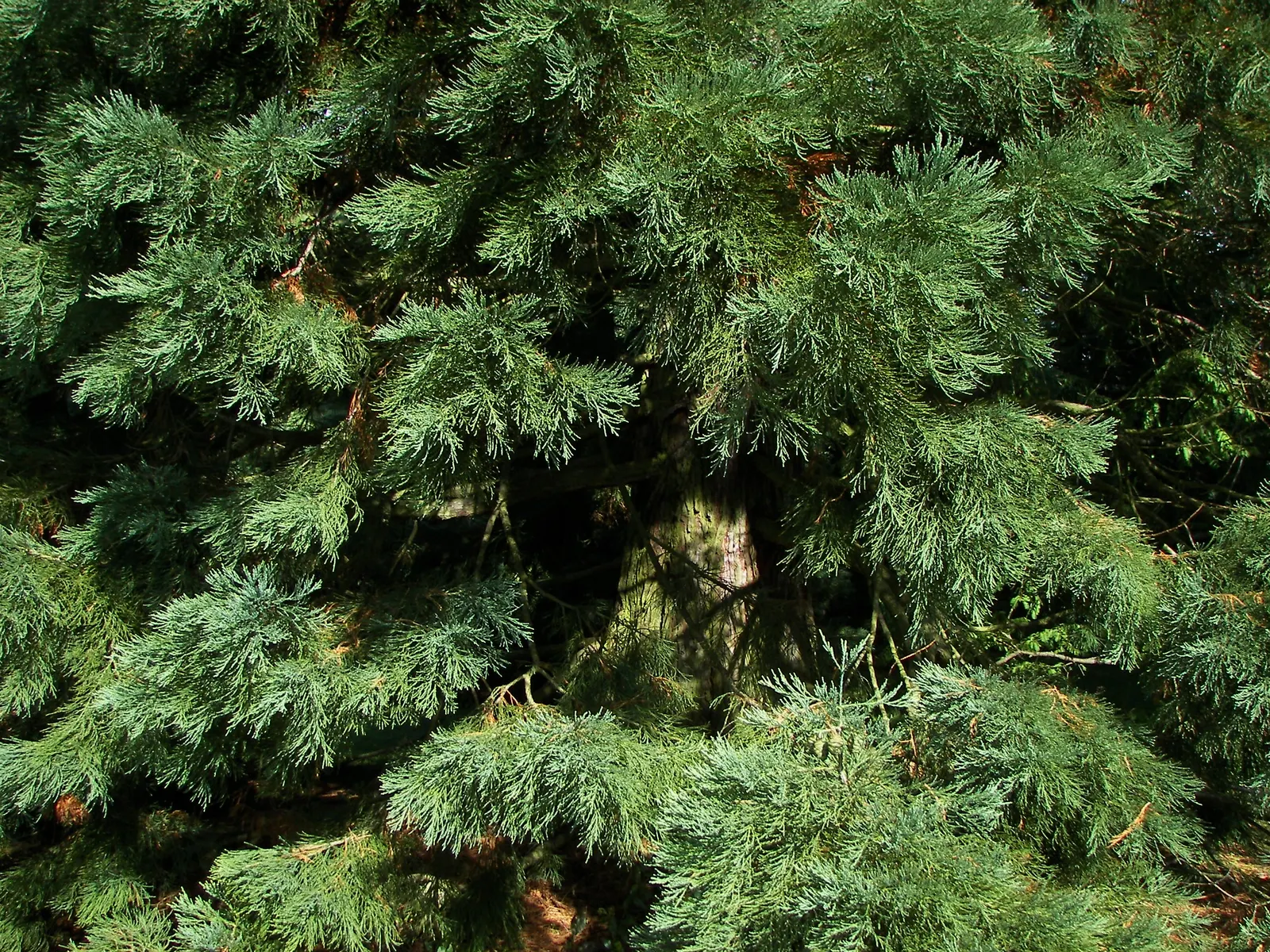 Giant Redwood (Sequoiadendron Giganteum) — they typically reach up to 60 to 80 feet tall