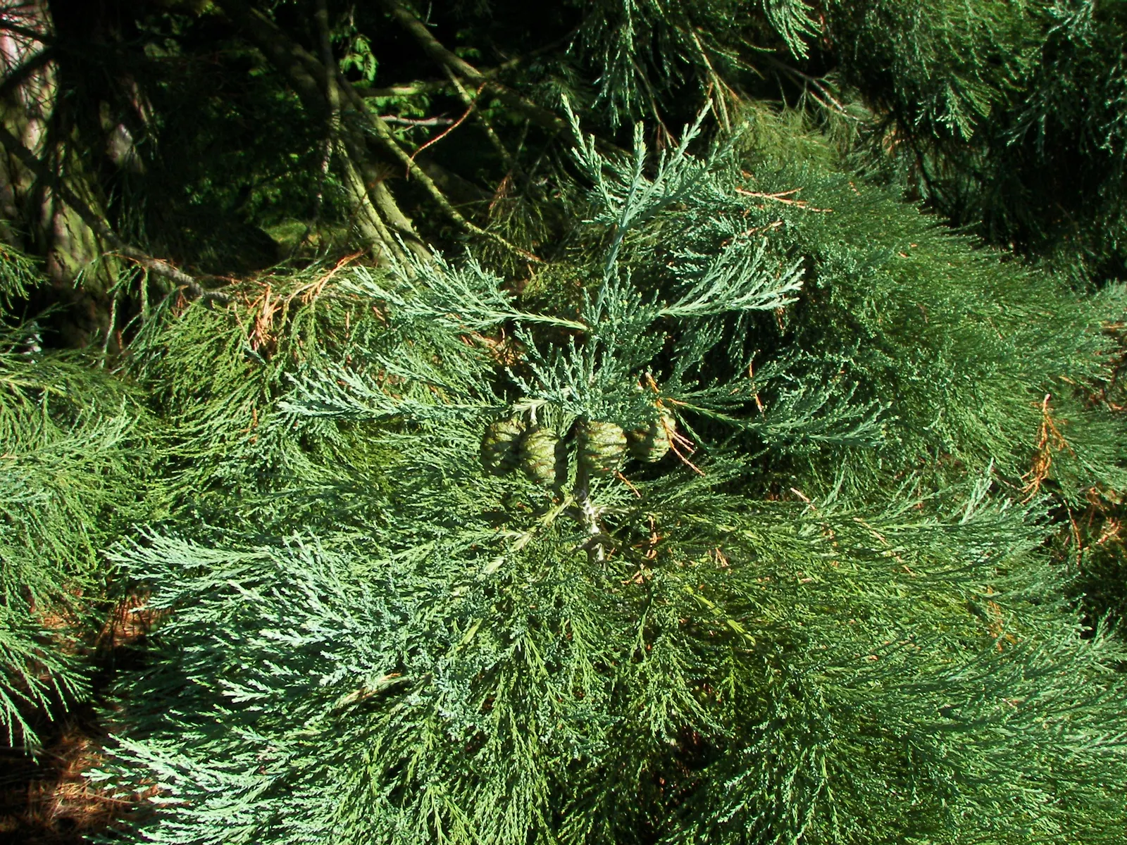 Giant Redwood (Sequoiadendron Giganteum) — reddish-brown bark that can be up to 2 feet thick