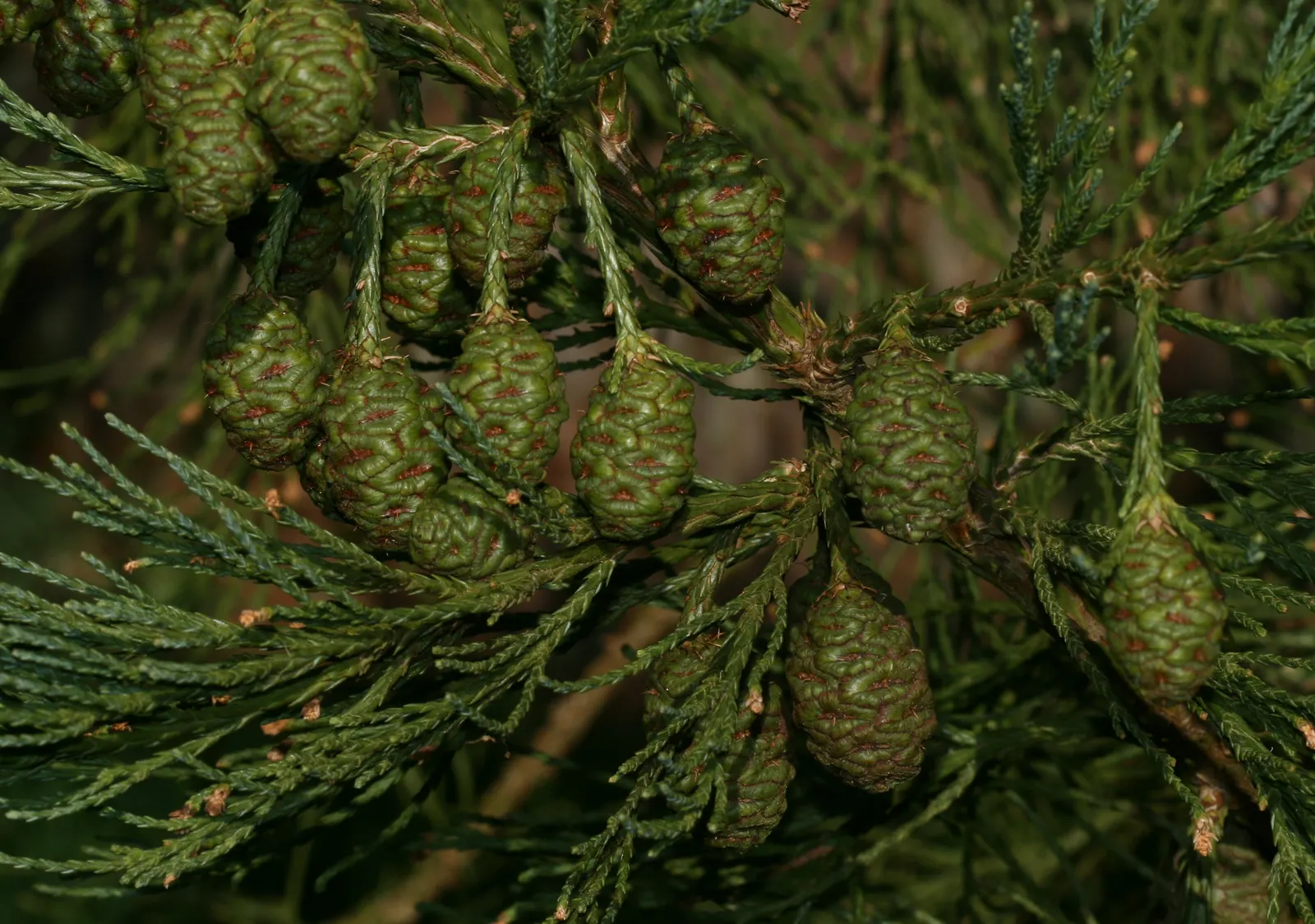 Giant Redwood (Sequoiadendron Giganteum) — reaching heights up to 300 feet
