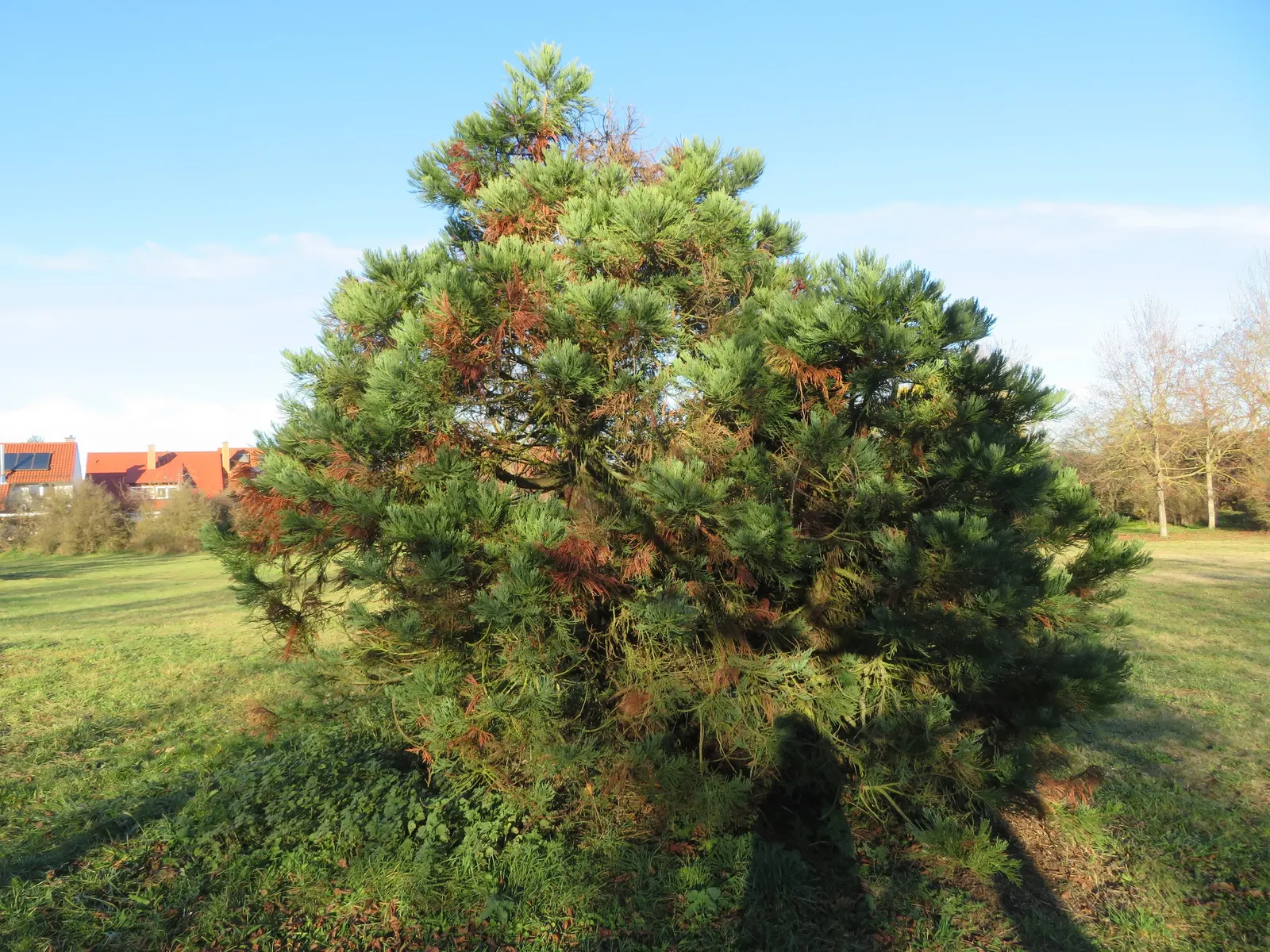 Giant Redwood (Sequoiadendron Giganteum) — reddish-brown bark that can be up to 2 feet thick; they typically reach up to 60 to 80 feet tall