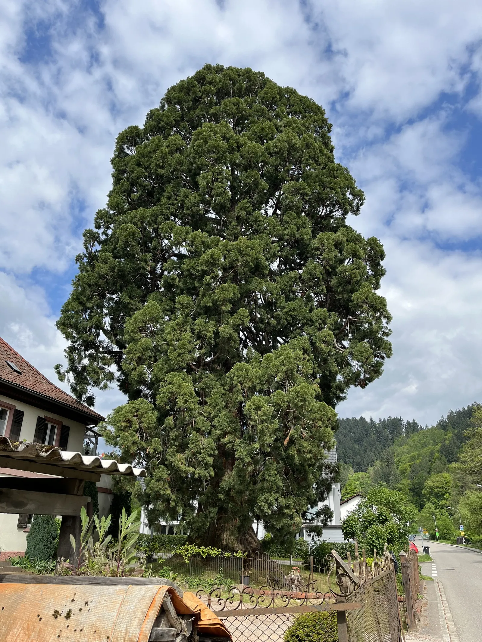 Giant Redwood (Sequoiadendron Giganteum) — Department of Agriculture plant hardiness zones 6 through 8; conifer / tree for full or half
