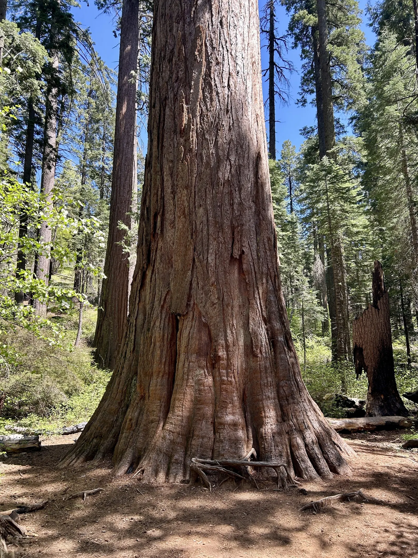 Giant Redwood (Sequoiadendron Giganteum) — the Giant Redwood can attain heights exceeding 250 feet with a robust trunk diameter up to 30 feet; offering majesty
