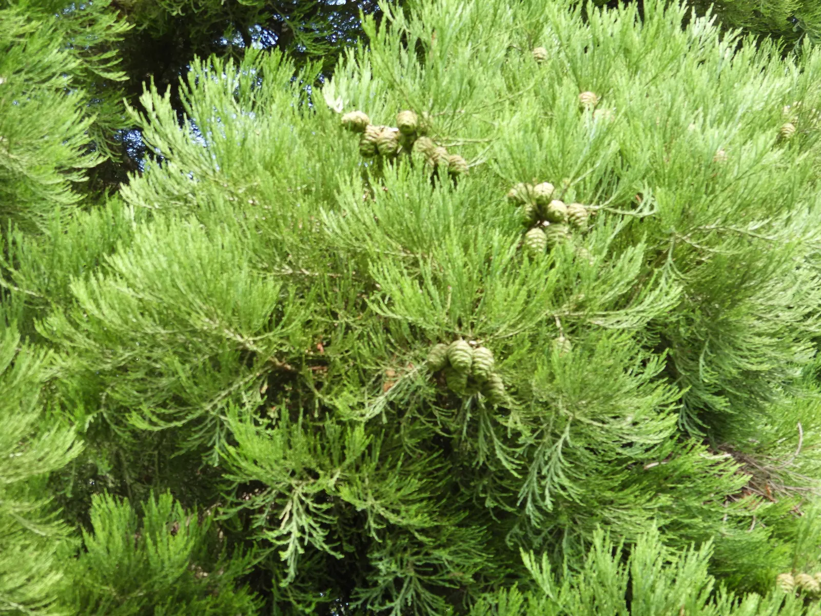 Giant Redwood (Sequoiadendron Giganteum) — Department of Agriculture plant hardiness zones 6 through 8