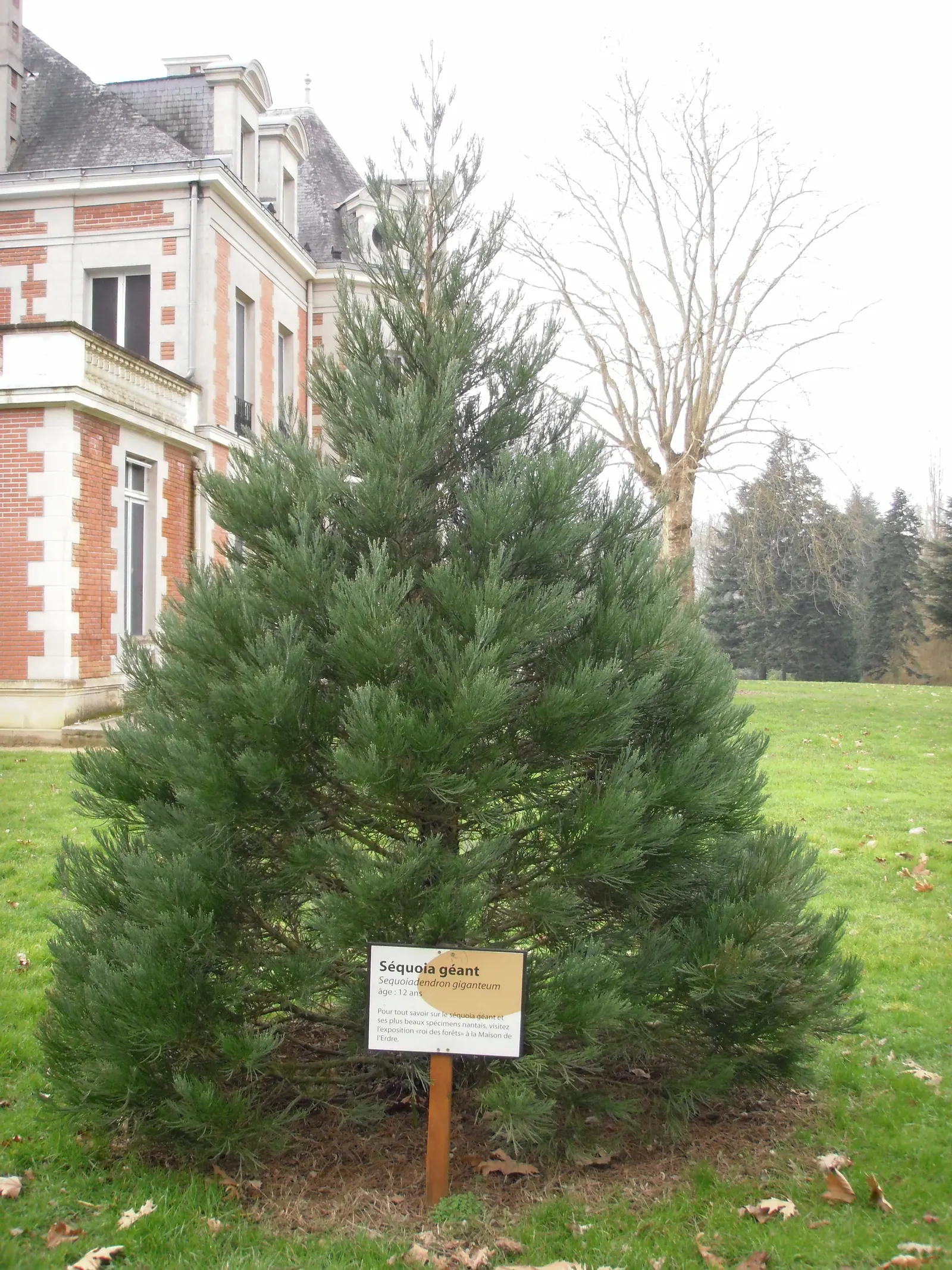 Giant Redwood (Sequoiadendron Giganteum) — With a potential trunk diameter over 20 feet, it demands ample space