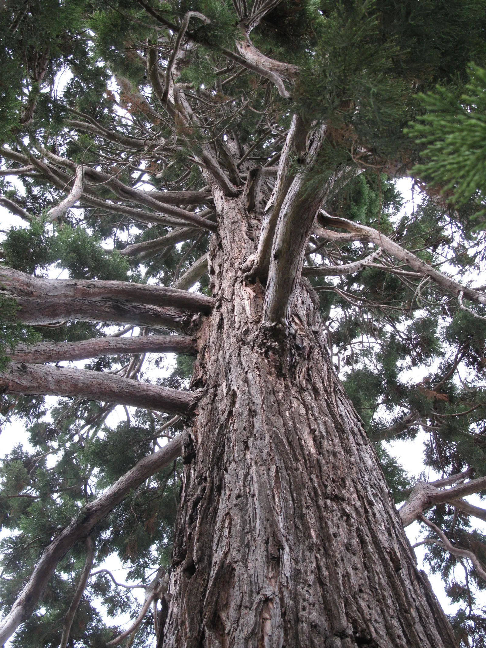Giant Redwood (Sequoiadendron Giganteum) — Hardy in Zones 6-8, it requires well-drained soil