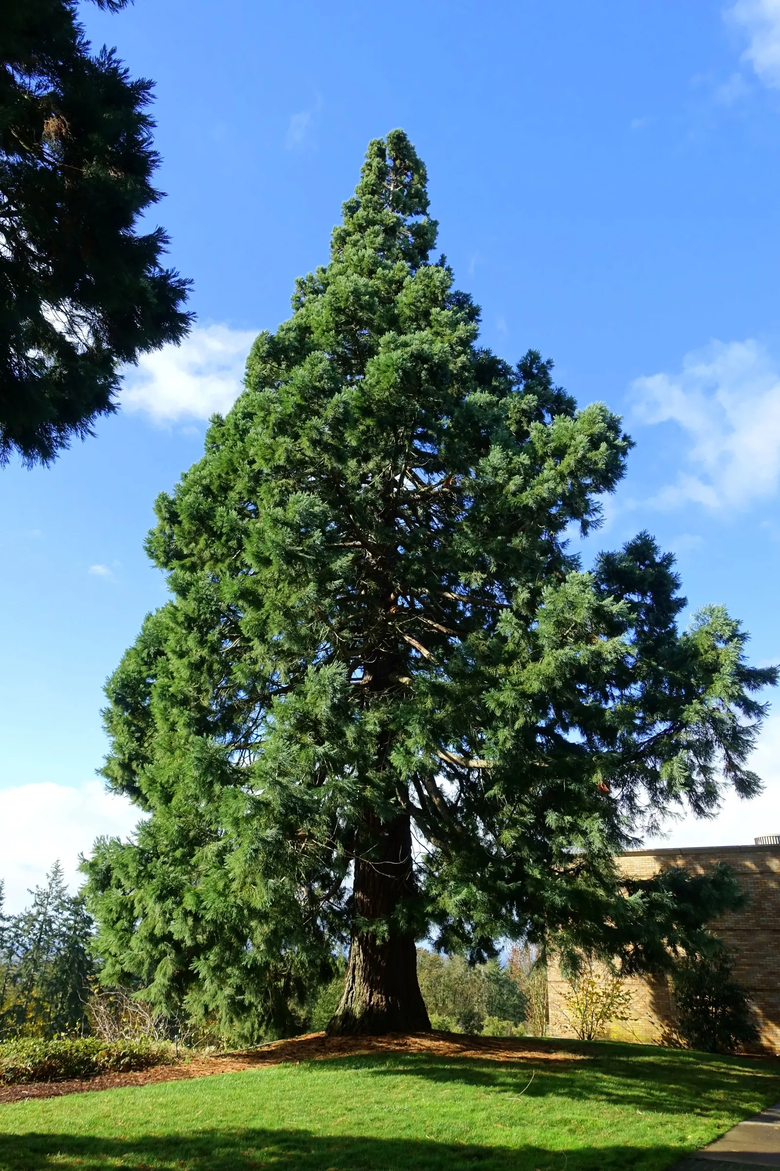 Giant Redwood (Sequoiadendron Giganteum) — offering majesty and scale to expansive landscapes; offering substantial fire resistance