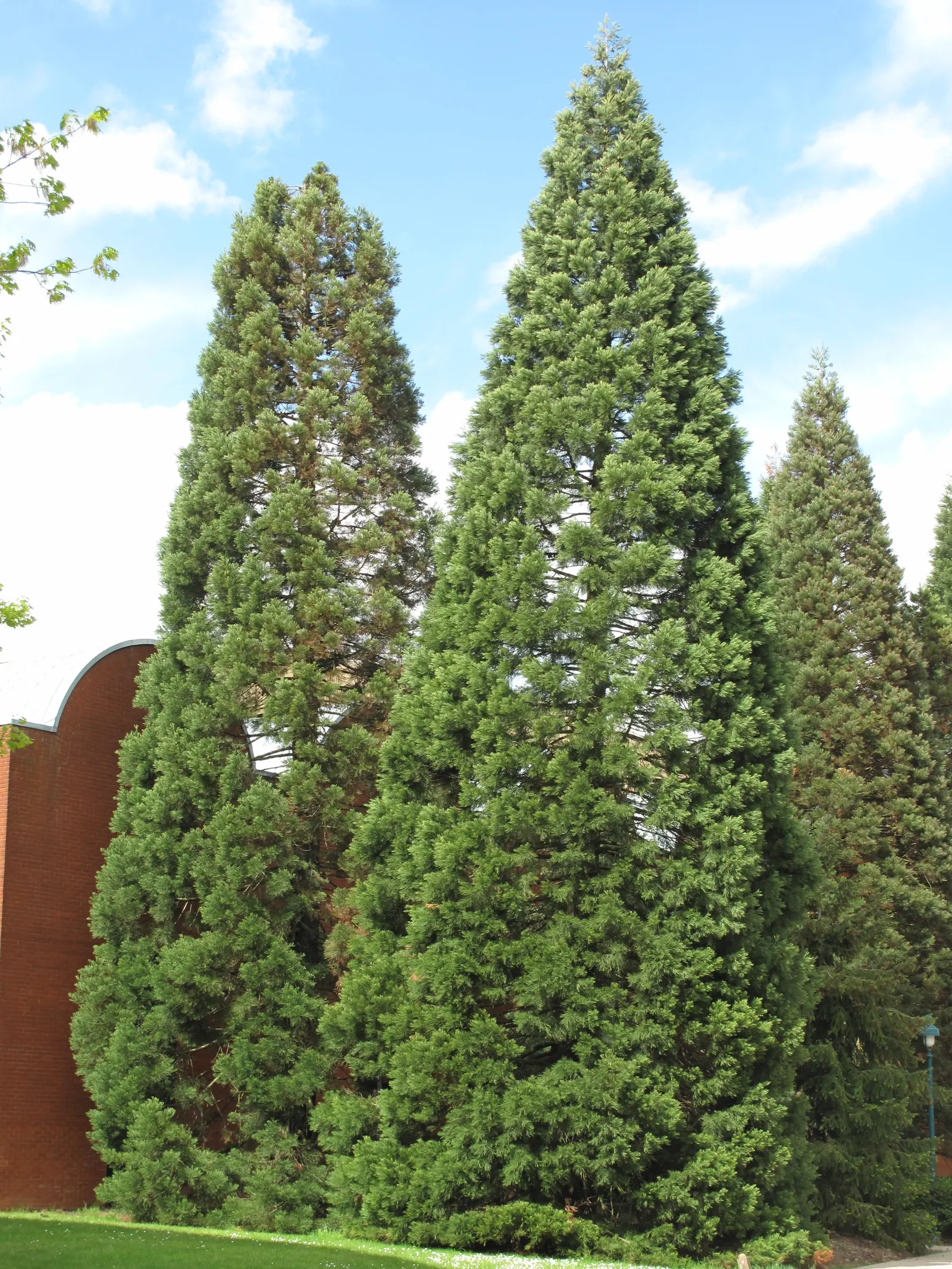 Giant Redwood (Sequoiadendron Giganteum) — With a potential trunk diameter over 20 feet, it demands ample space; reddish-brown bark that can be up to 2 feet