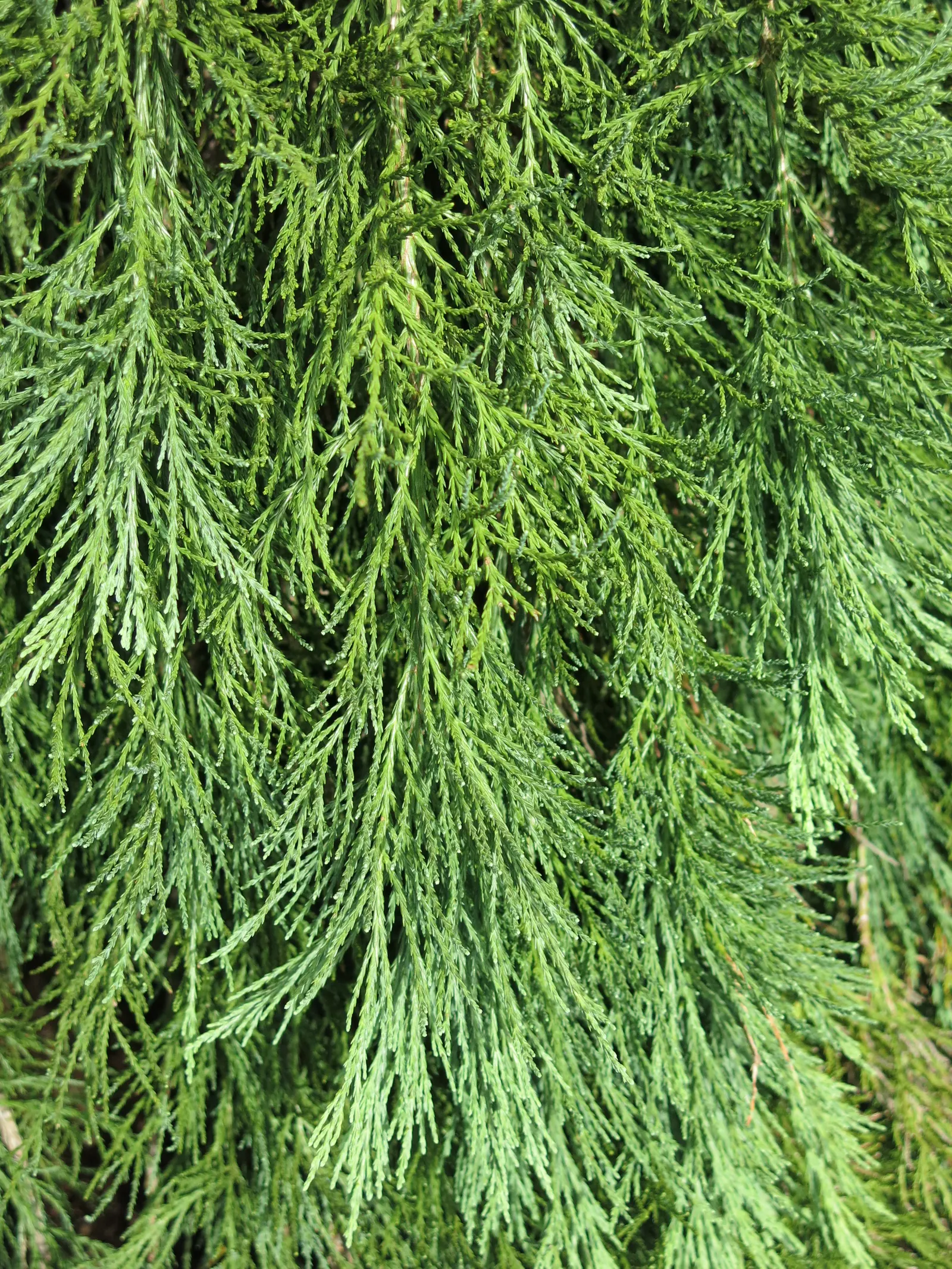 Giant Redwood (Sequoiadendron Giganteum) — proper care ensures a long-lived presence
